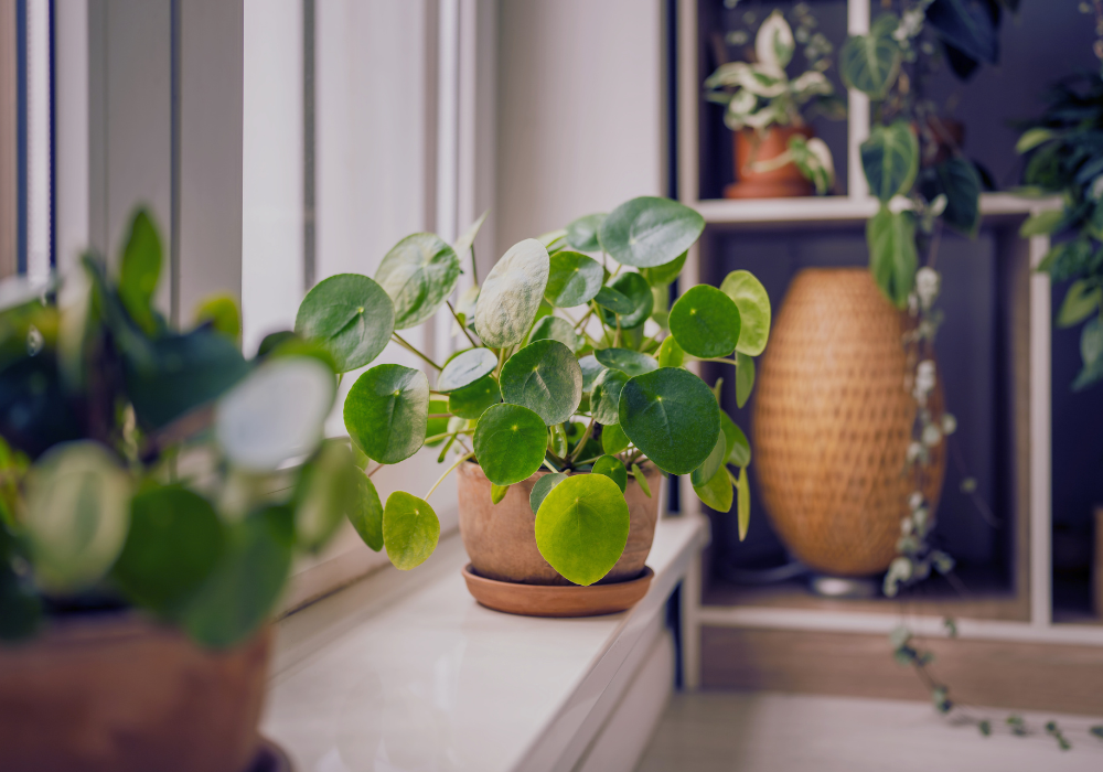 Potted pothos plant on a windowsill with a wicker vase and leafy plants on bookshelves in the background.