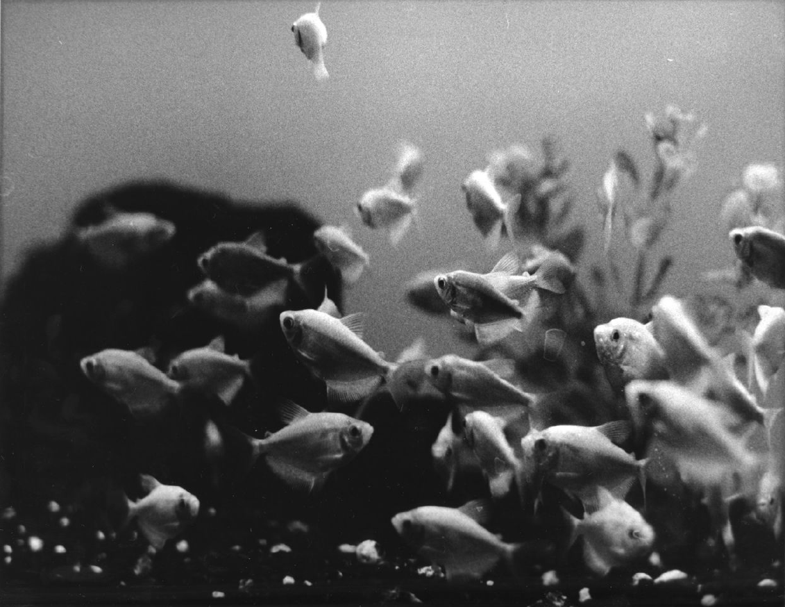 Final - Student Directed Experimental Project