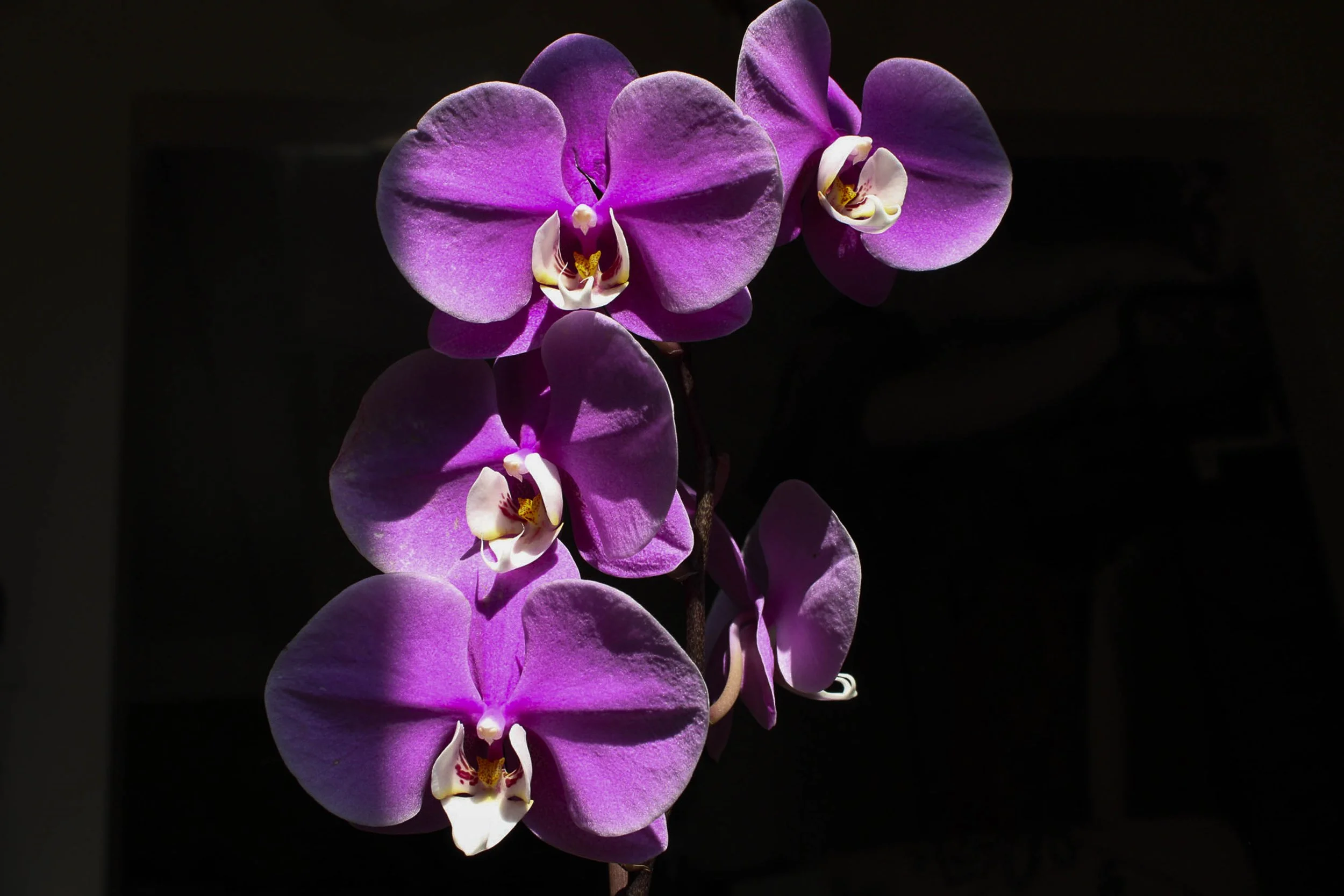 palmaandrea_9837117_255136671_Palma_Andrea_PROJECT-orchid.jpg