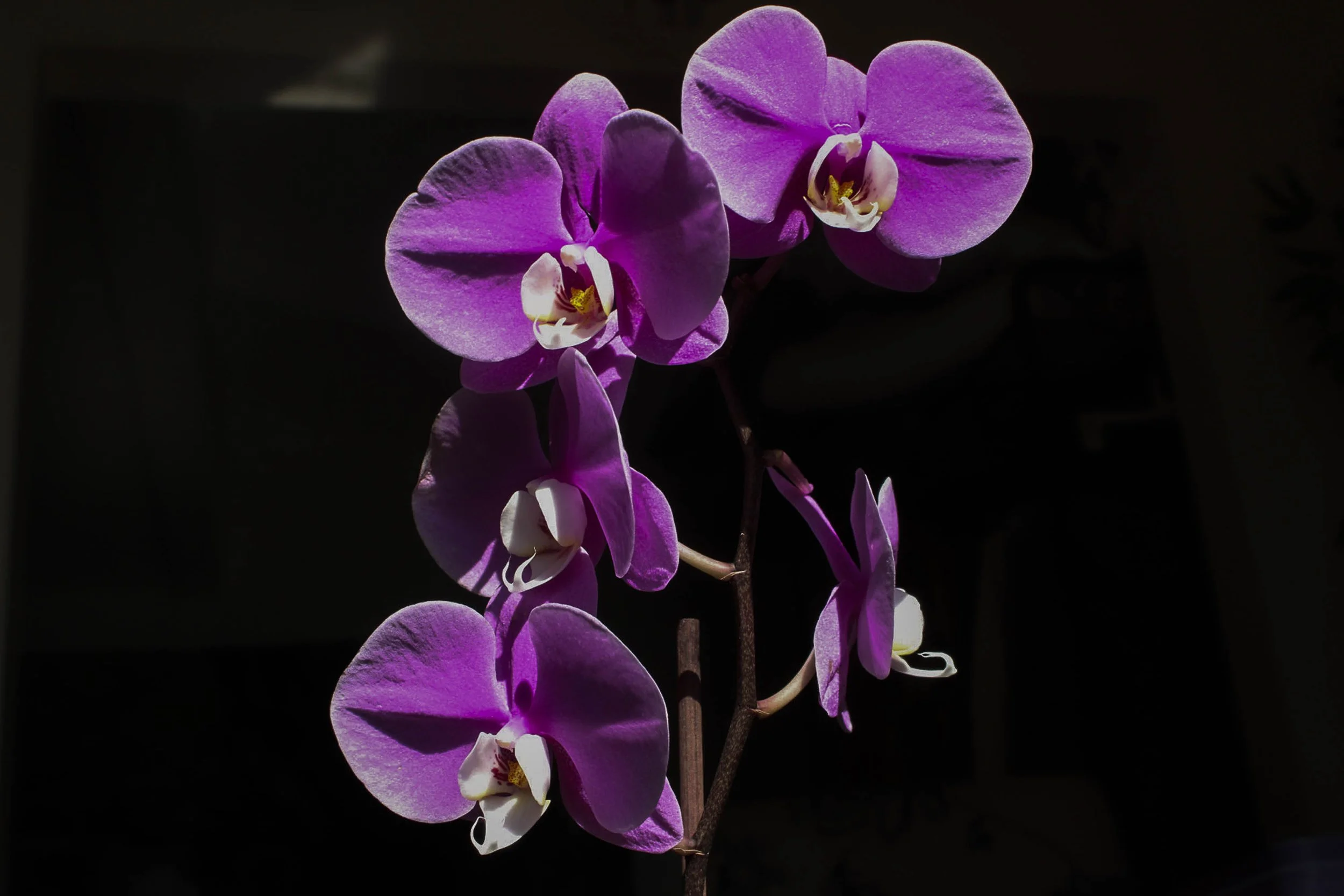 palmaandrea_9837117_255136673_Palma_Andrea_PROJECT-orchid2.jpg