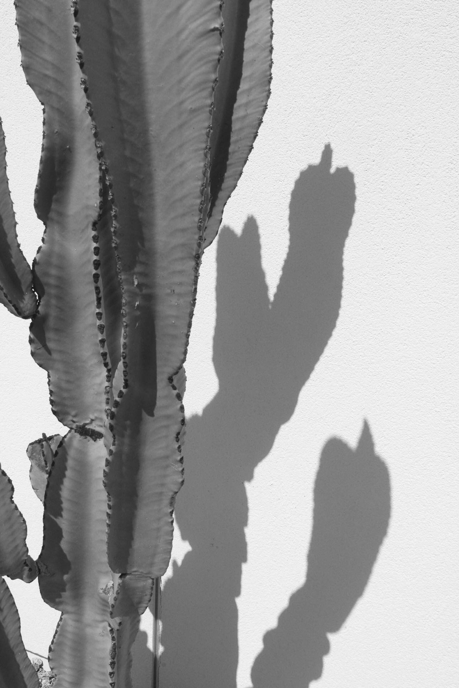 palmaandrea_9837117_255136662_Palma_Andrea_PROJECT-cactus.jpg