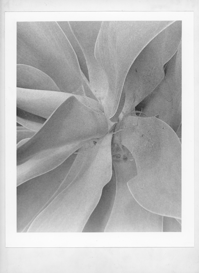 Julio C. - Leading Lines in Succulent