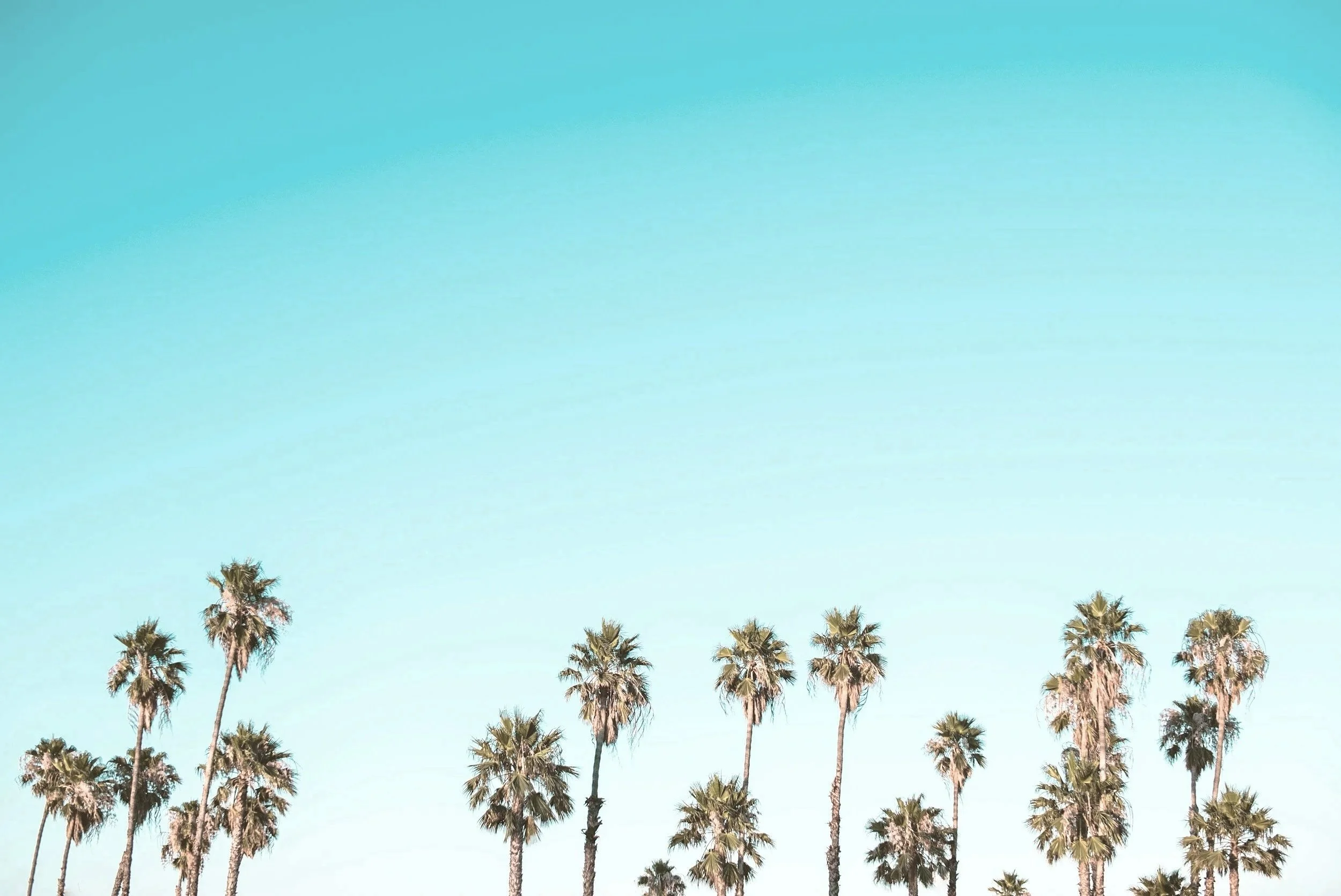 Palm trees against a clear blue sky with a gradient from light to darker blue.
