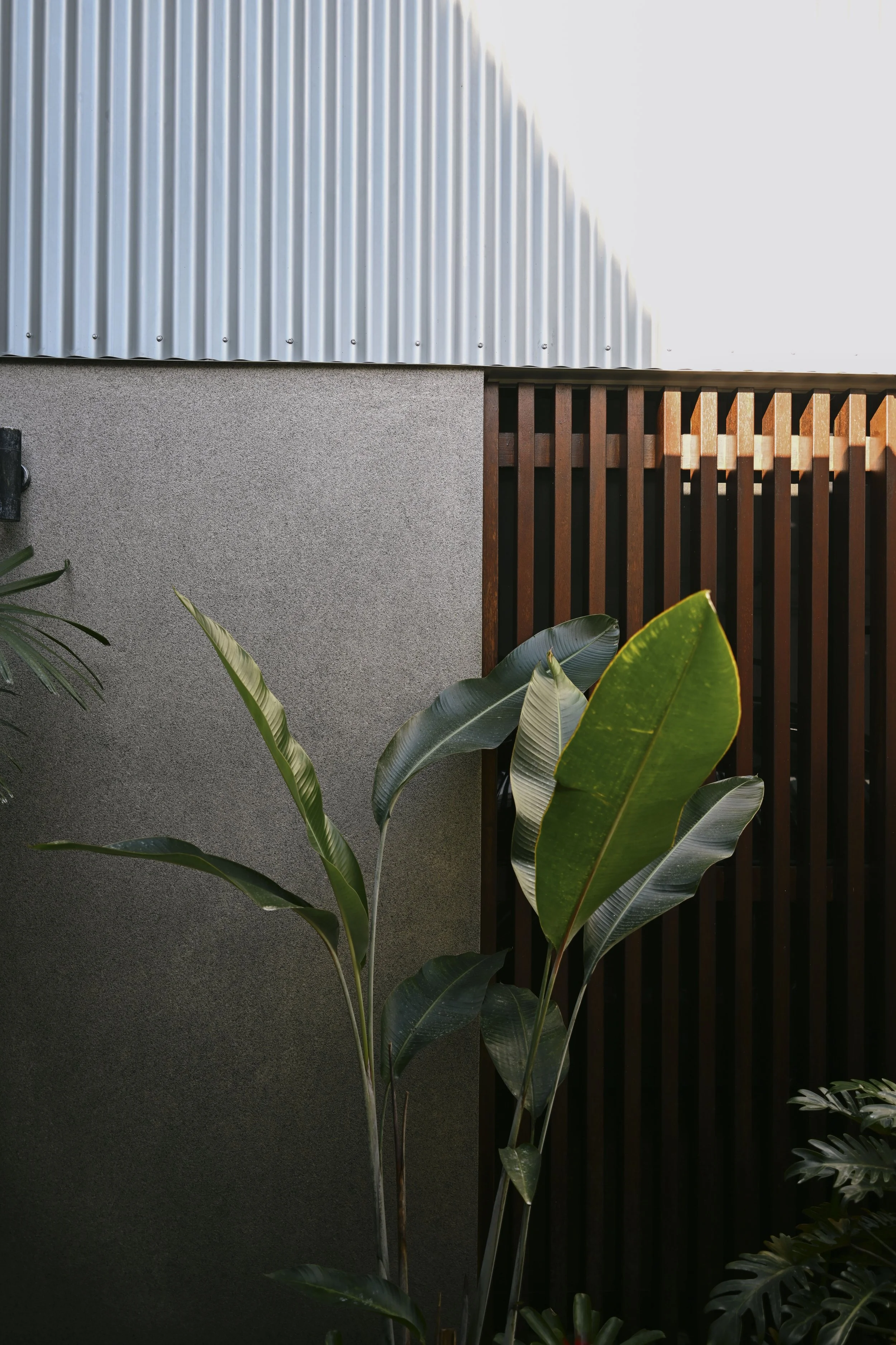 A section of a gray concrete wall, a corrugated metal panel, a wooden slat privacy fence, and some large green leafy plants in the foreground.