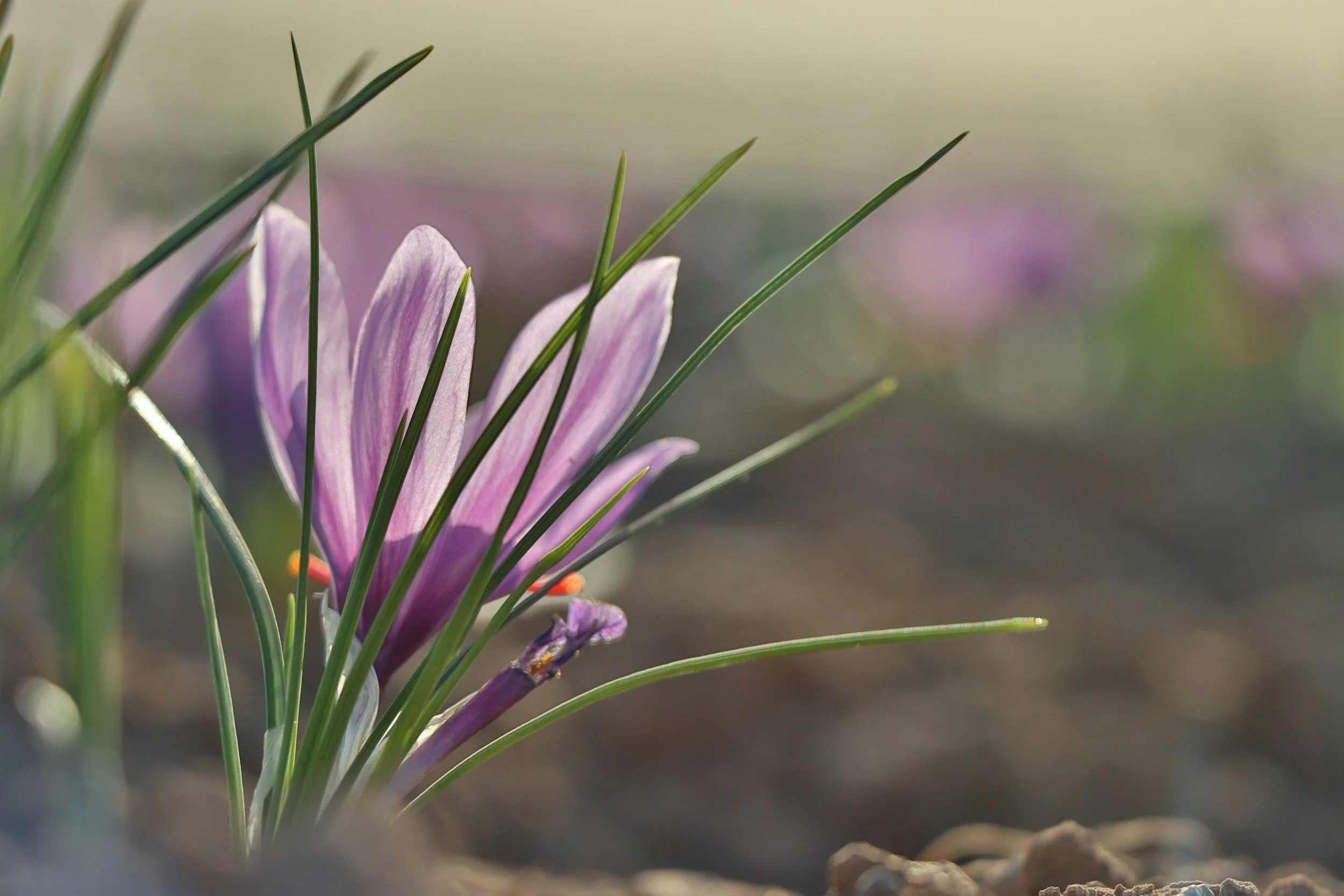 Close-up of a purple crocus flower with green grass blades surrounding it, blooming in early spring.