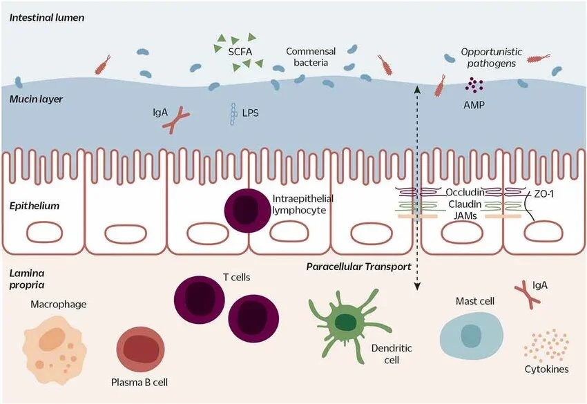 When your gut barrier breaks down: why skin, sinuses and immunity start reacting