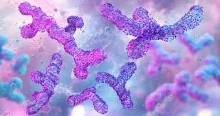 The Oestrobolome, Perimenopause, and Why Gut Health Matters More Than Ever