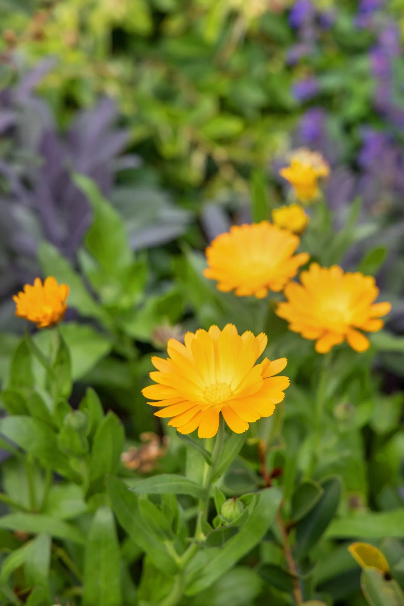 7 Malthouse Lane Heathcote Valley Hackthorne Shane Langman-04.jpg