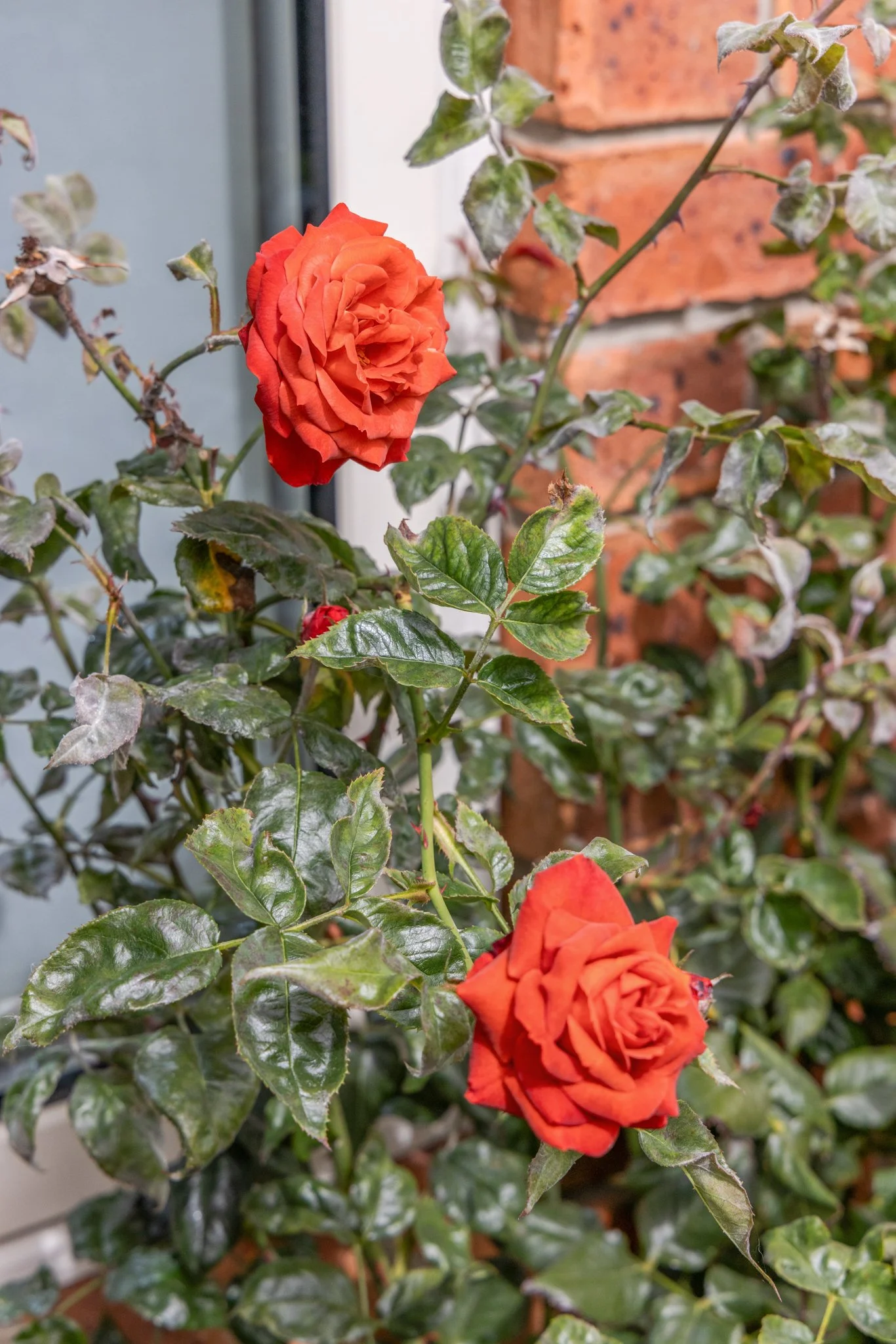 7 Malthouse Lane Heathcote Valley Hackthorne Shane Langman-02.jpg