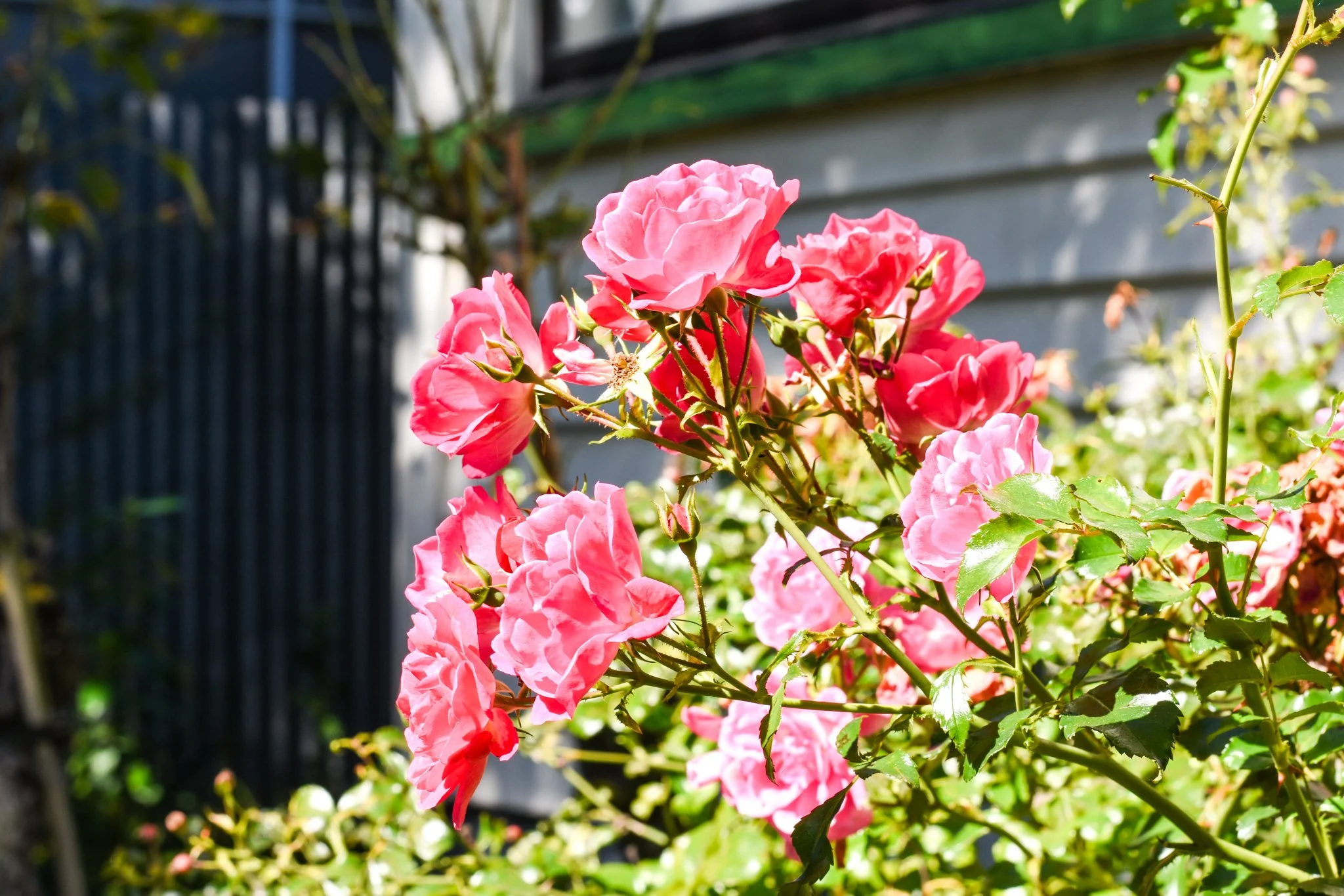 11 Bartlett Street Riccarton Shane Langman Hackthorne-29.jpg