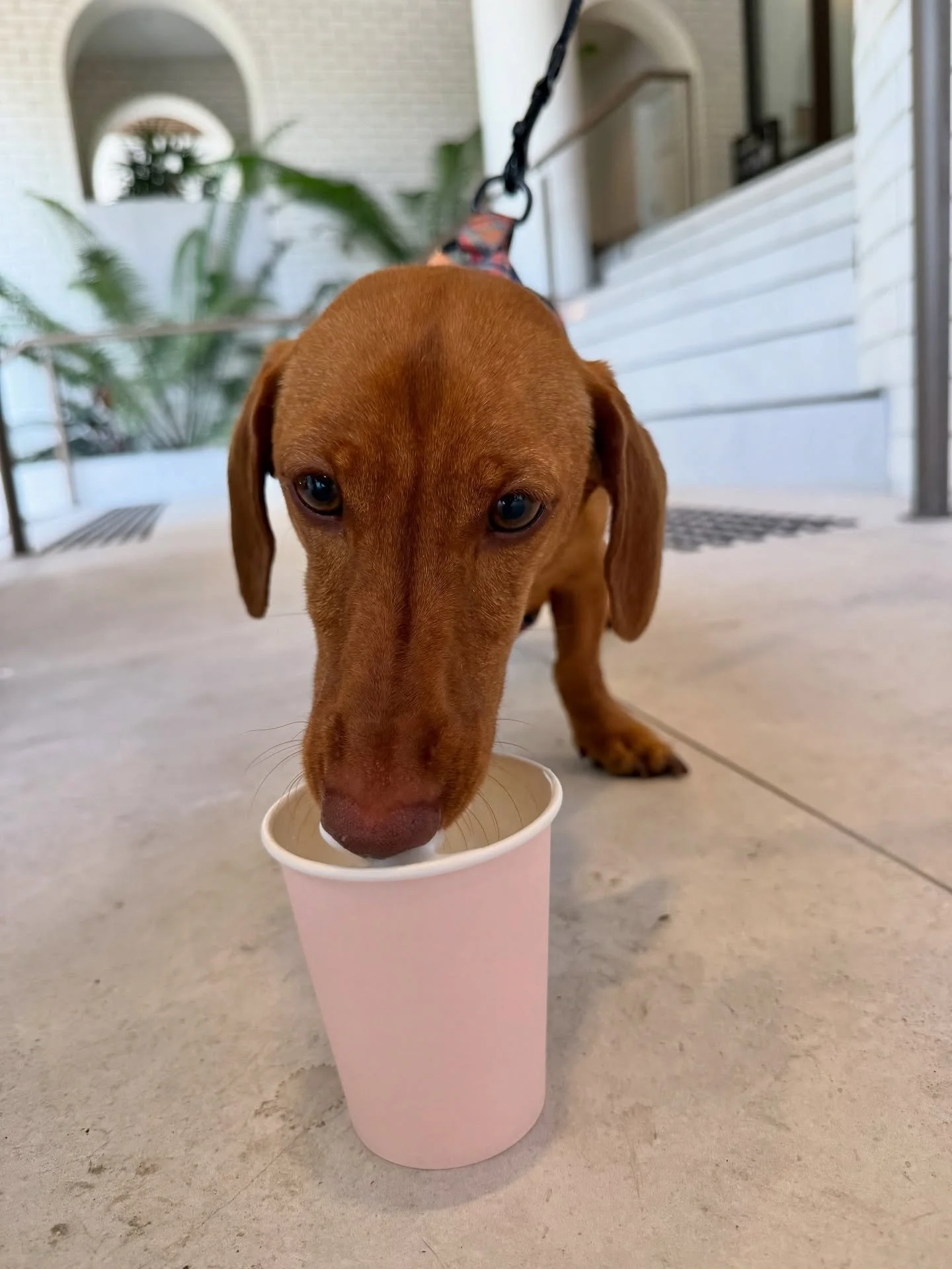 Puppies deserve a Sunday brew too 🐶☕️
Freya&rsquo;s terrace is pet friendly, bring your fur baby for some live music every Sunday from 9am

#freyacafemilton #freyacafe #freya #milton #brisbane #brisbanecafe #puppies #furbabies #dogsofinstagram #love