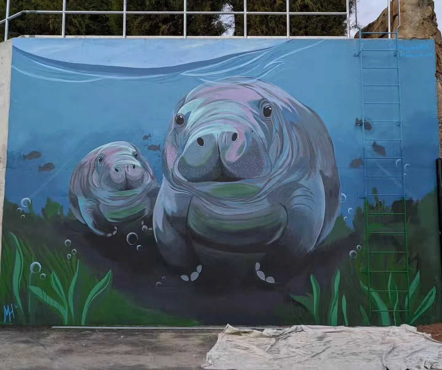 I wrapped up this new mural @jacksonvillezoo over the weekend. Here are some progress shots of this coming to life along with pics of the final mural! 

Thank you to @jacksonvillezoo for the opportunity to paint this  mural in the new manatee exhibit