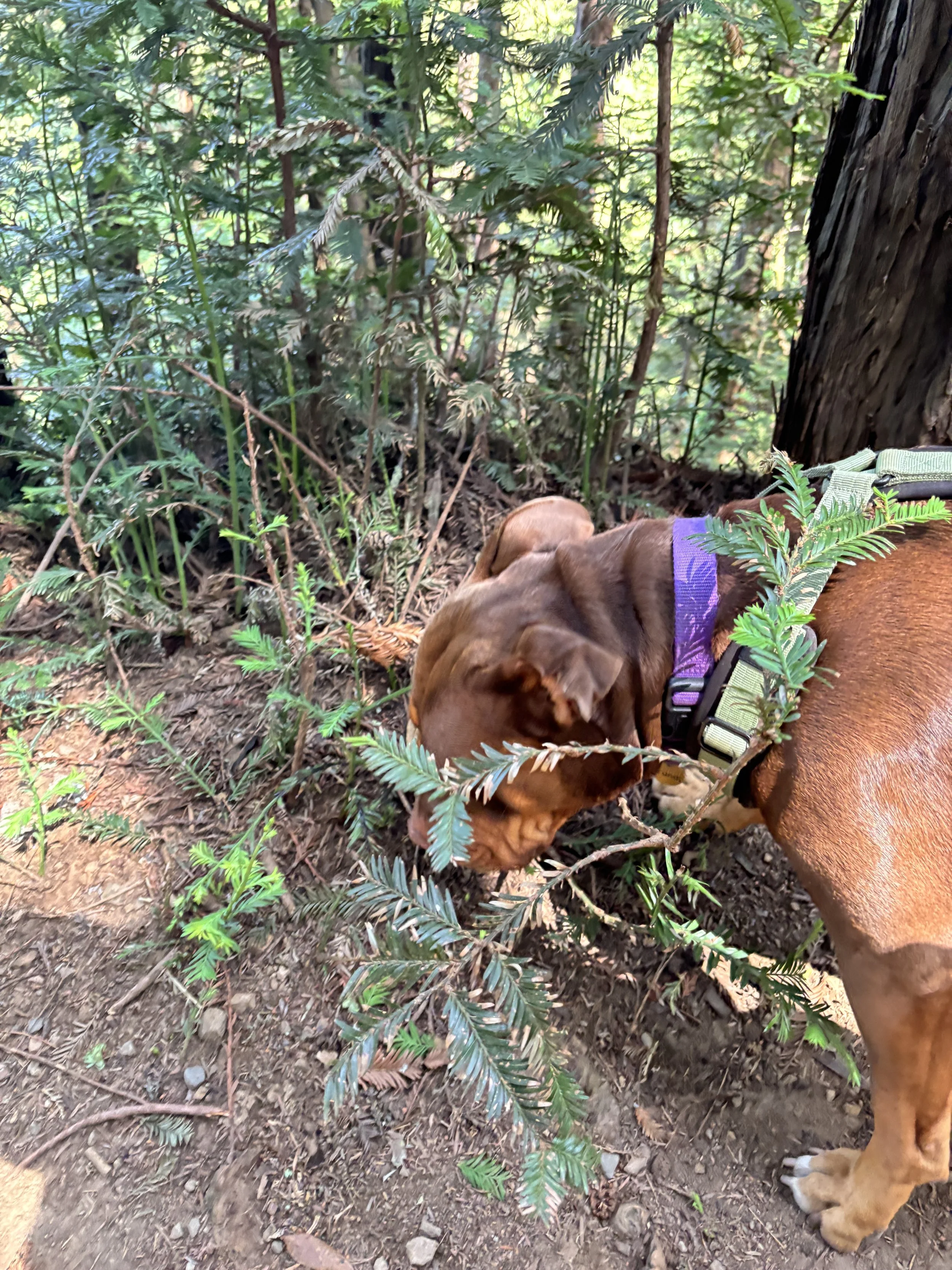 Part of a brown dog with a purple collar on a green harness walking through a leafy wooded area with dirt ground and various plants.