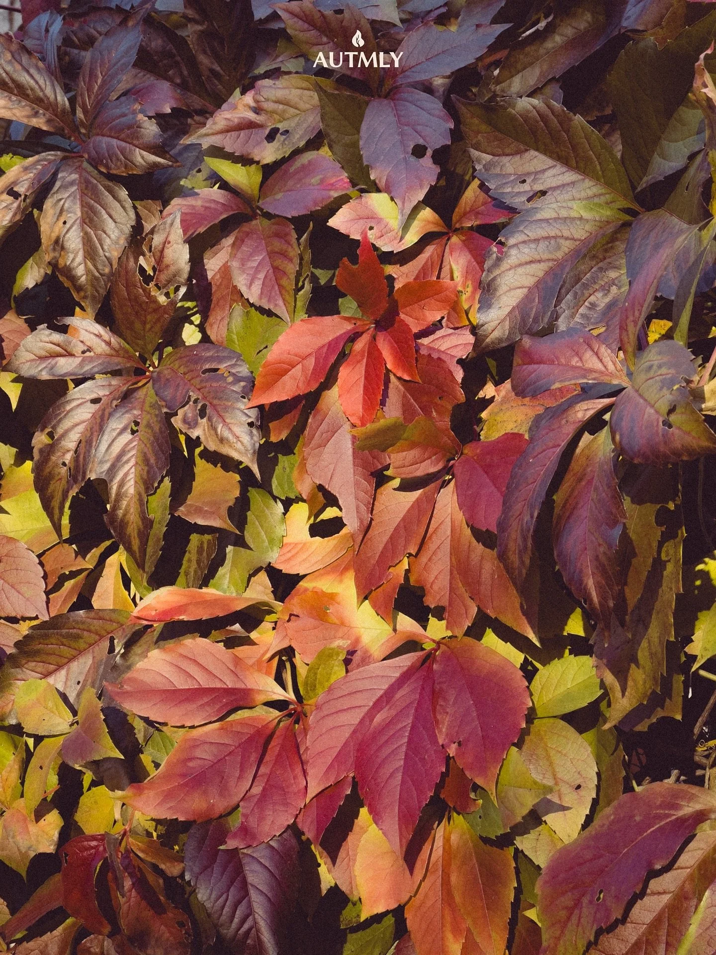 Autumn weekend activities 🍂🍁

#autumnday #autumnvibes #autumnactivities #weekendreset #enjoytheweeknd #mindfulmoments #weekendactivities