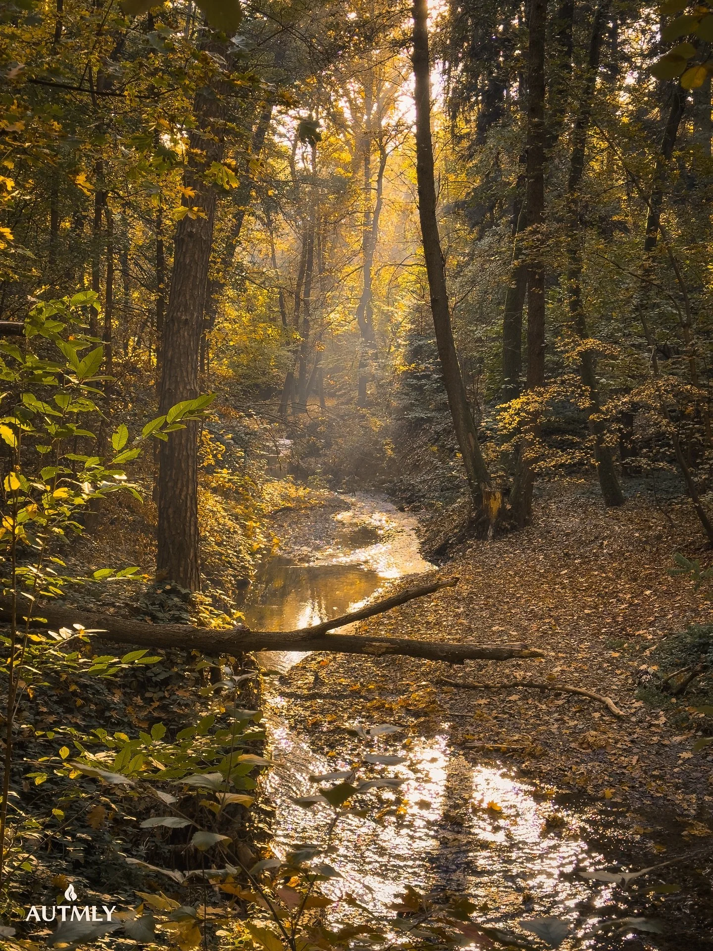 🍁🍂✨

#cozydays🍁🍂☕️ #forestwalks #mindfulmoments #dayinnature #autumnmornings #autumncolors #naturephotography