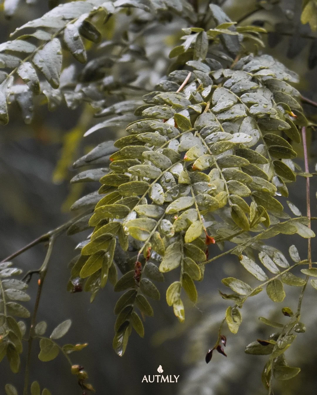 Rainy autumn days 🍃🌱🌧️

#autumndays #rainyforest #rainyafternoon #autumnaesthetic🍂 #forestphotography📷