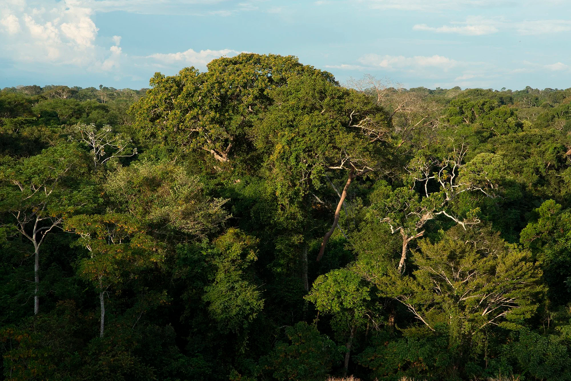 A dense green tropical rainforest with tall trees under a partly cloudy sky.