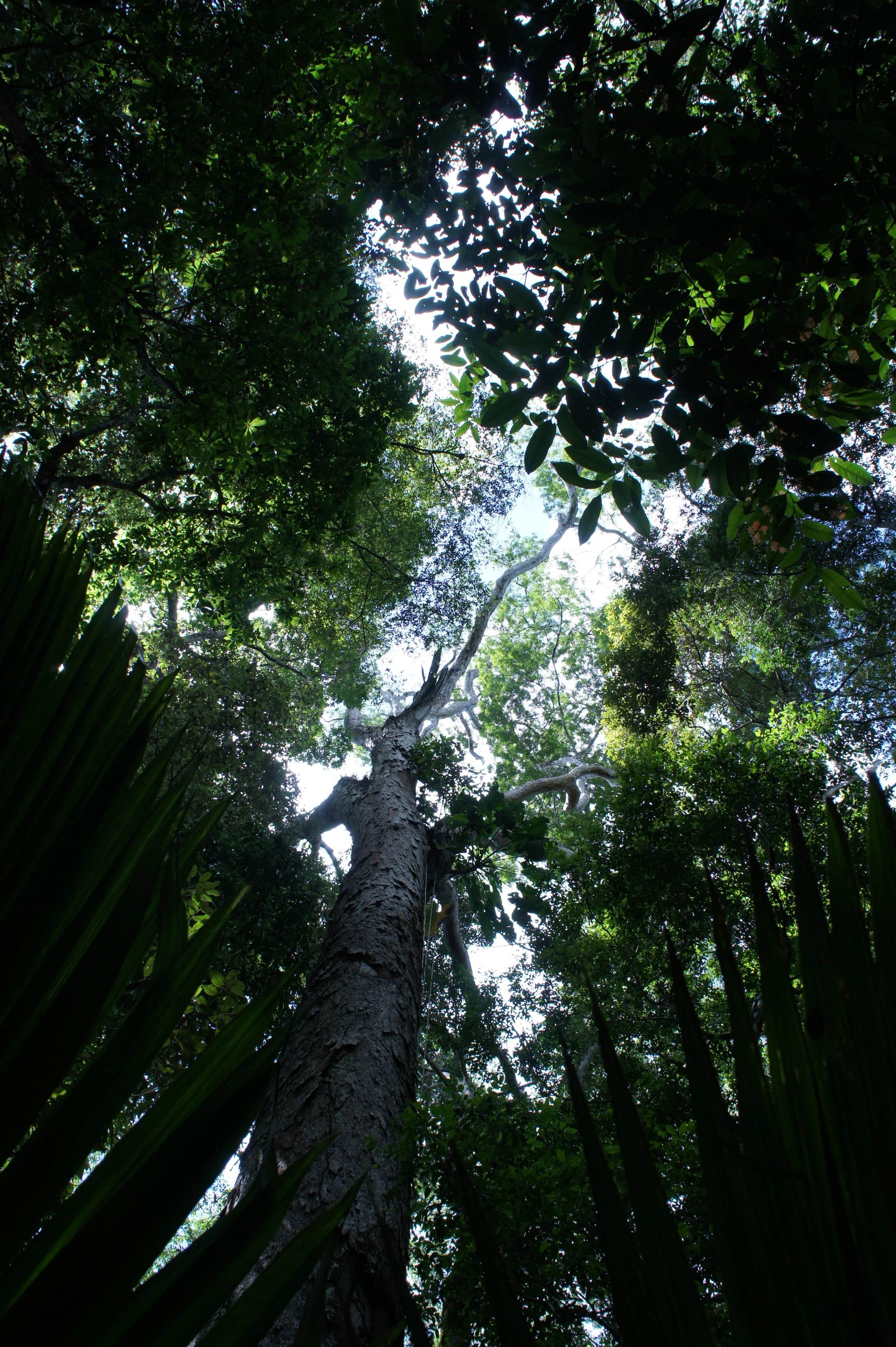 Look up at a tall tree in a dense forest with sunlight filtering through the leaves.