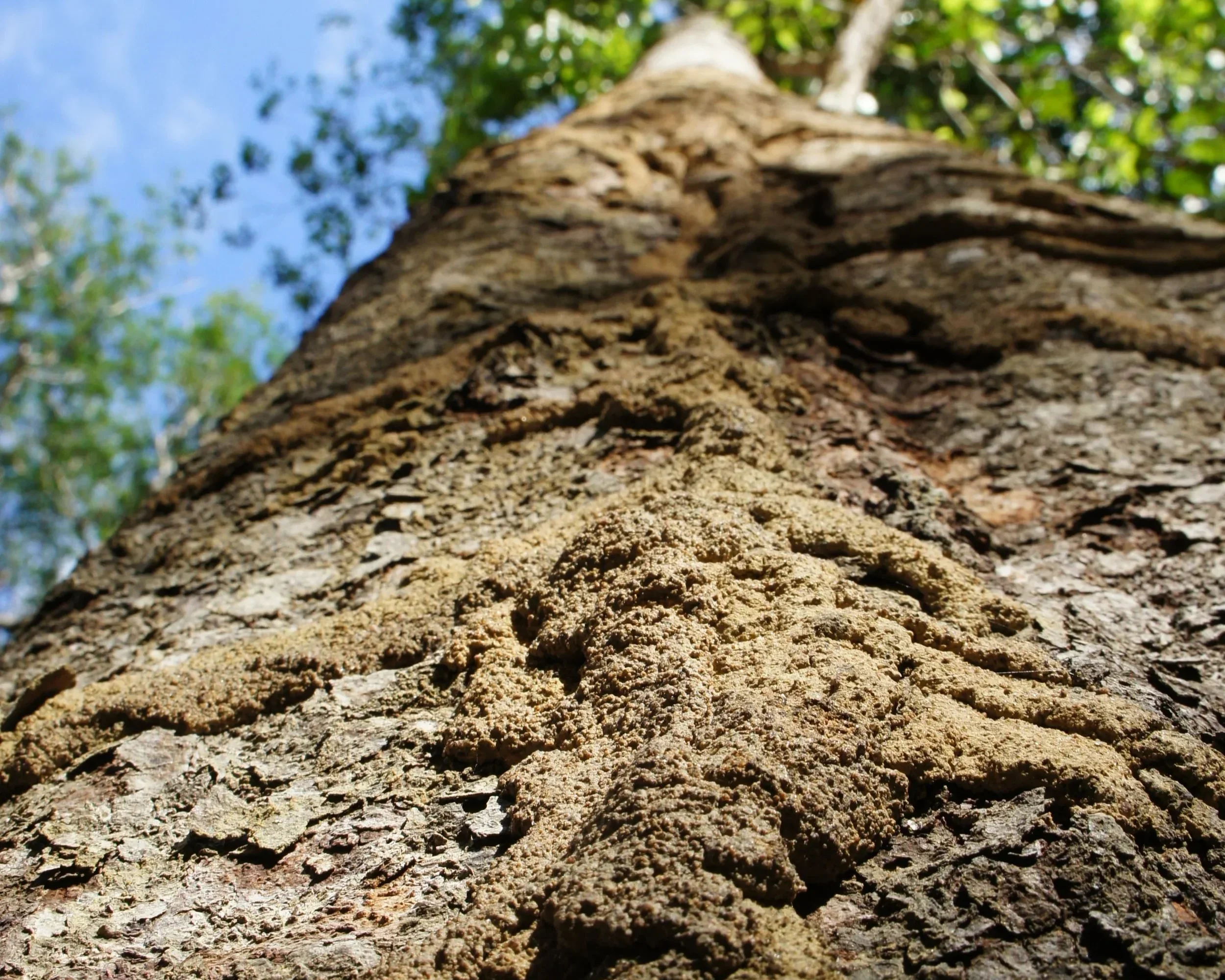 Close-up of tree bark with a line of sandy soil or dirt running vertically along the trunk, against a background of a blue sky and green leaves.