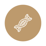 Icon of a DNA double helix for Wagyu breeding genetics encased in a gold circle.