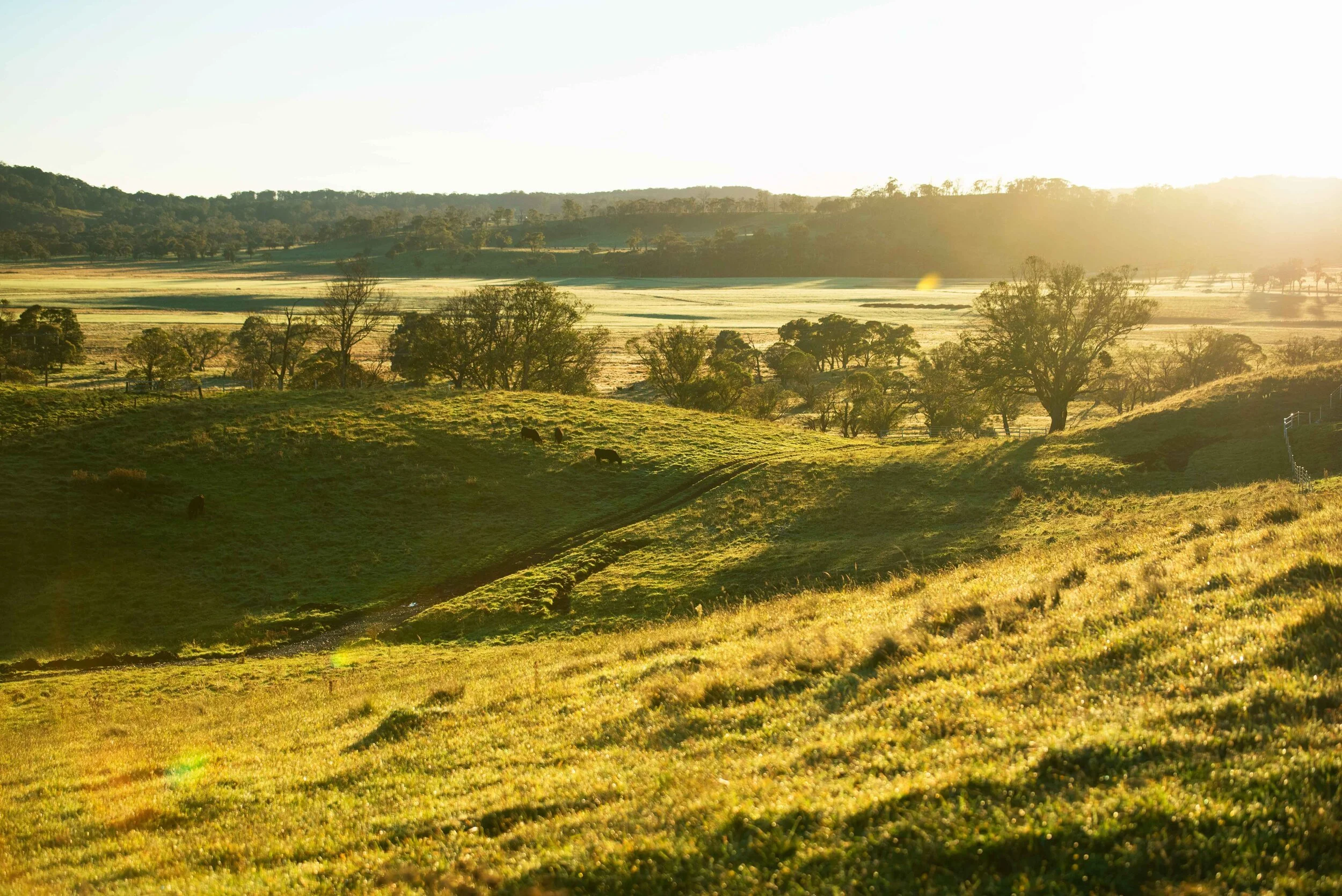Sunlit rolling green hills with scattered trees and grazing Wagyu cattle, under a bright sky.