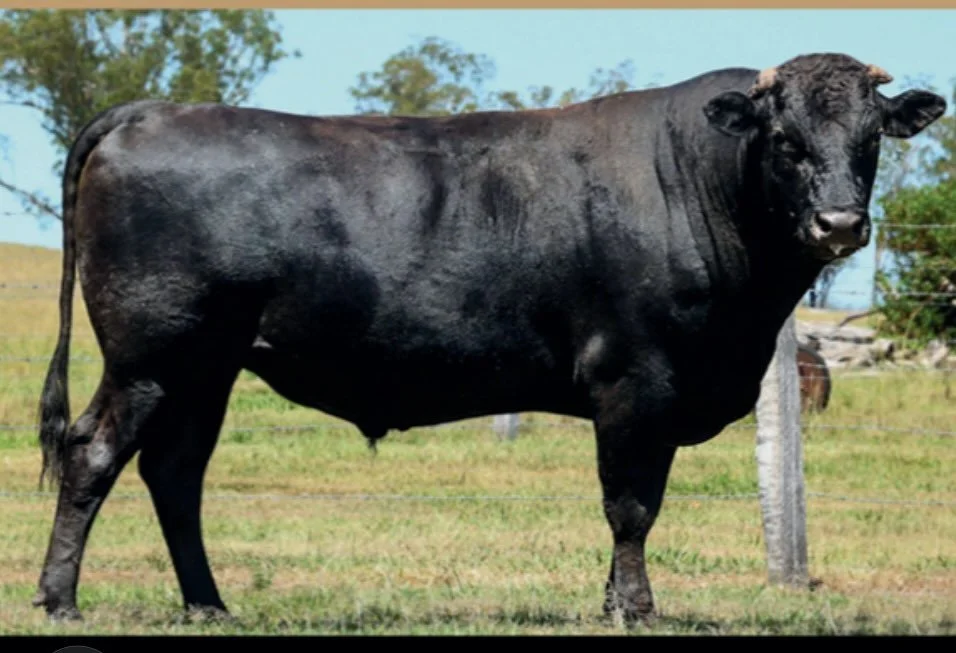 There&rsquo;s nothing more exciting when we start to see a sire&rsquo;s carcass data really start to roll in - and Q14&rsquo;s has been electric !! 🔥

We now have 9 bodies processed through the AWA PTP and his camera marble % is averaging 31.5% or 1