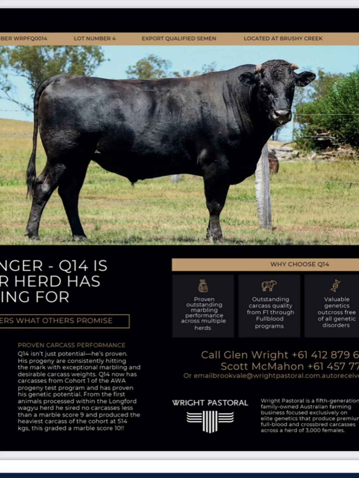 Exciting Announcement !!
For the first time ever we are offering 1 exclusive straw of our proven sire Q14 in the Wilders Wagyu Sale on November 1 in North Carolina.

Q14 has earned his place among the elite, emerging as a leading sire in cohort 1 of 