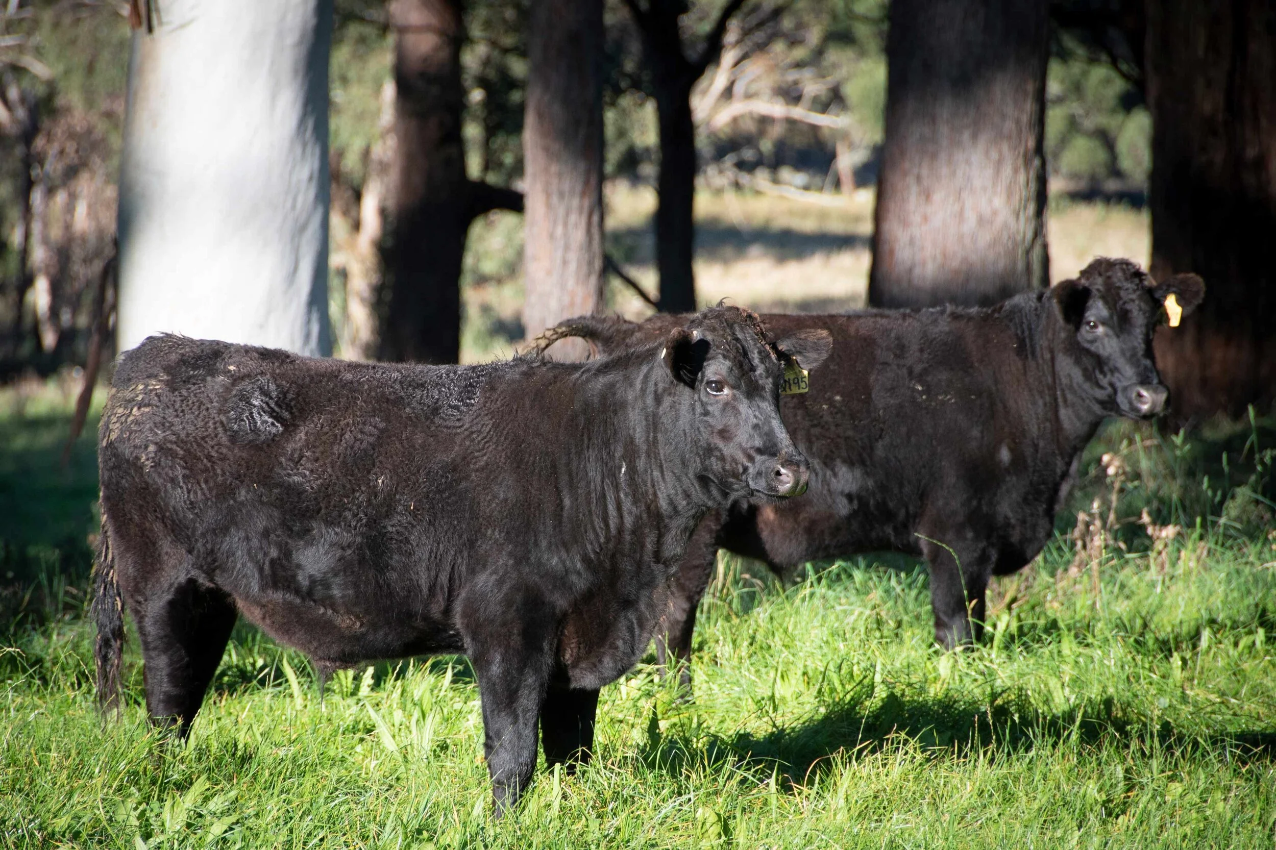 Black Wagyu cattle standing on green grass in a wooded area with tall trees in the background.