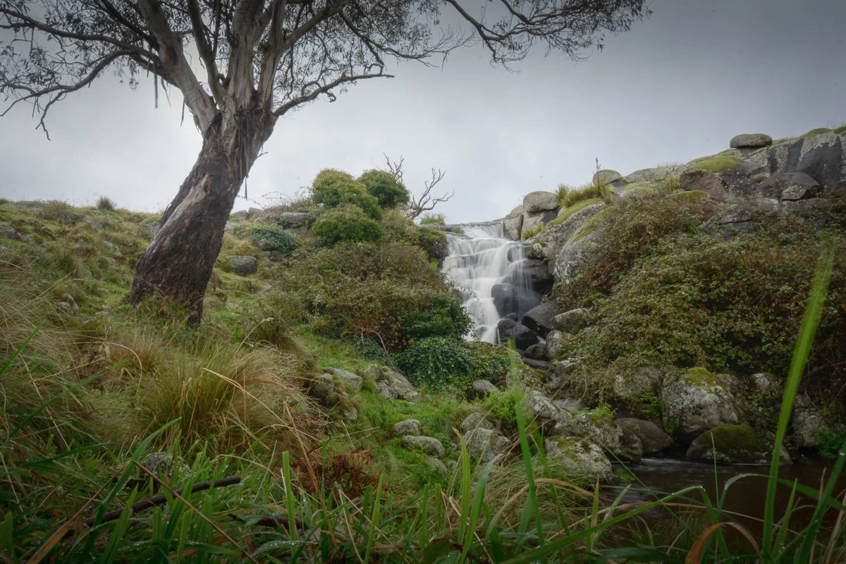A small waterfall cascading down a rocky hillside surrounded by green bushes, tall grasses, and a leafless tree in the wilderness under an overcast sky.