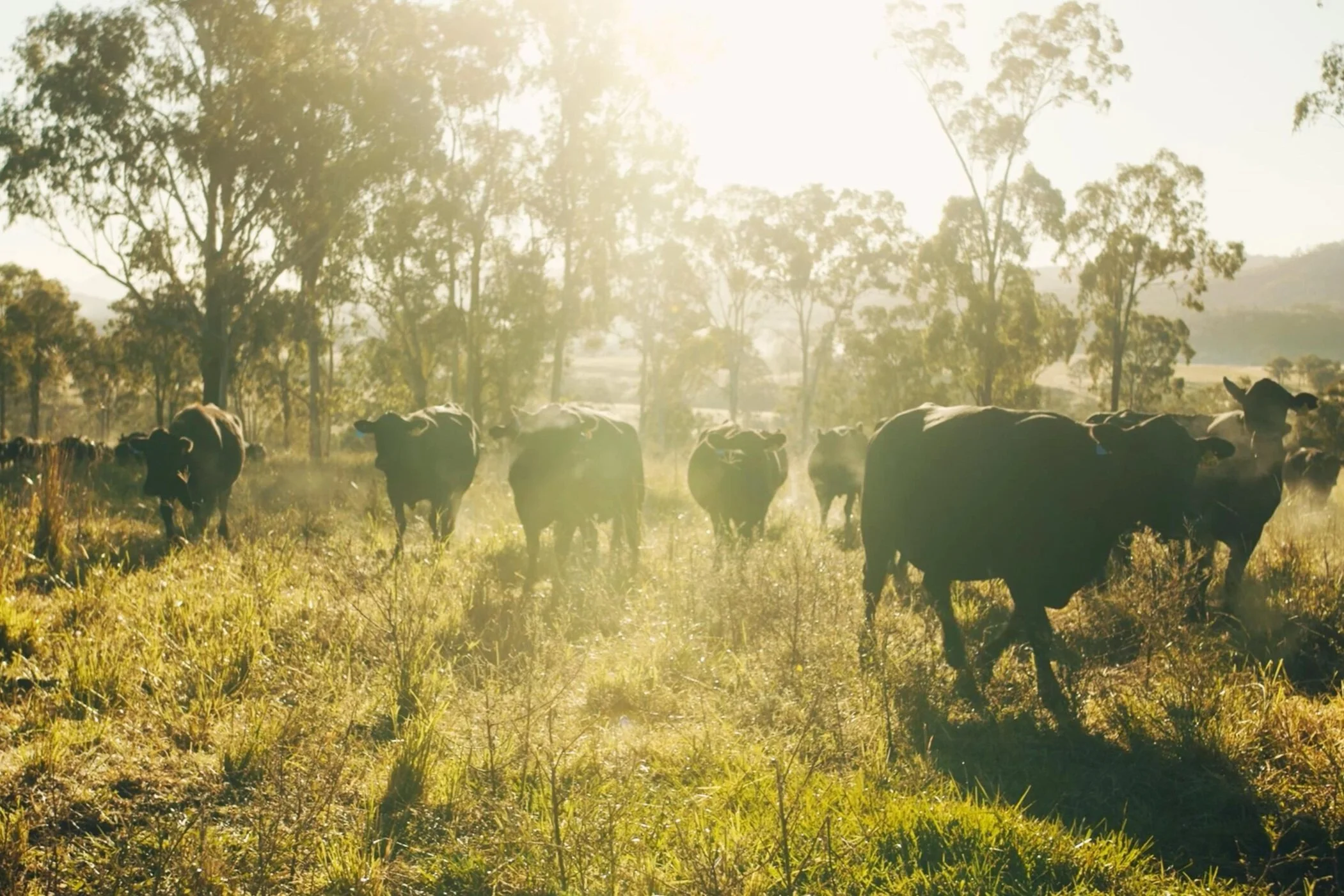 Wagyu cattle  grazing in a lush green pasture with trees in the background during sunset.