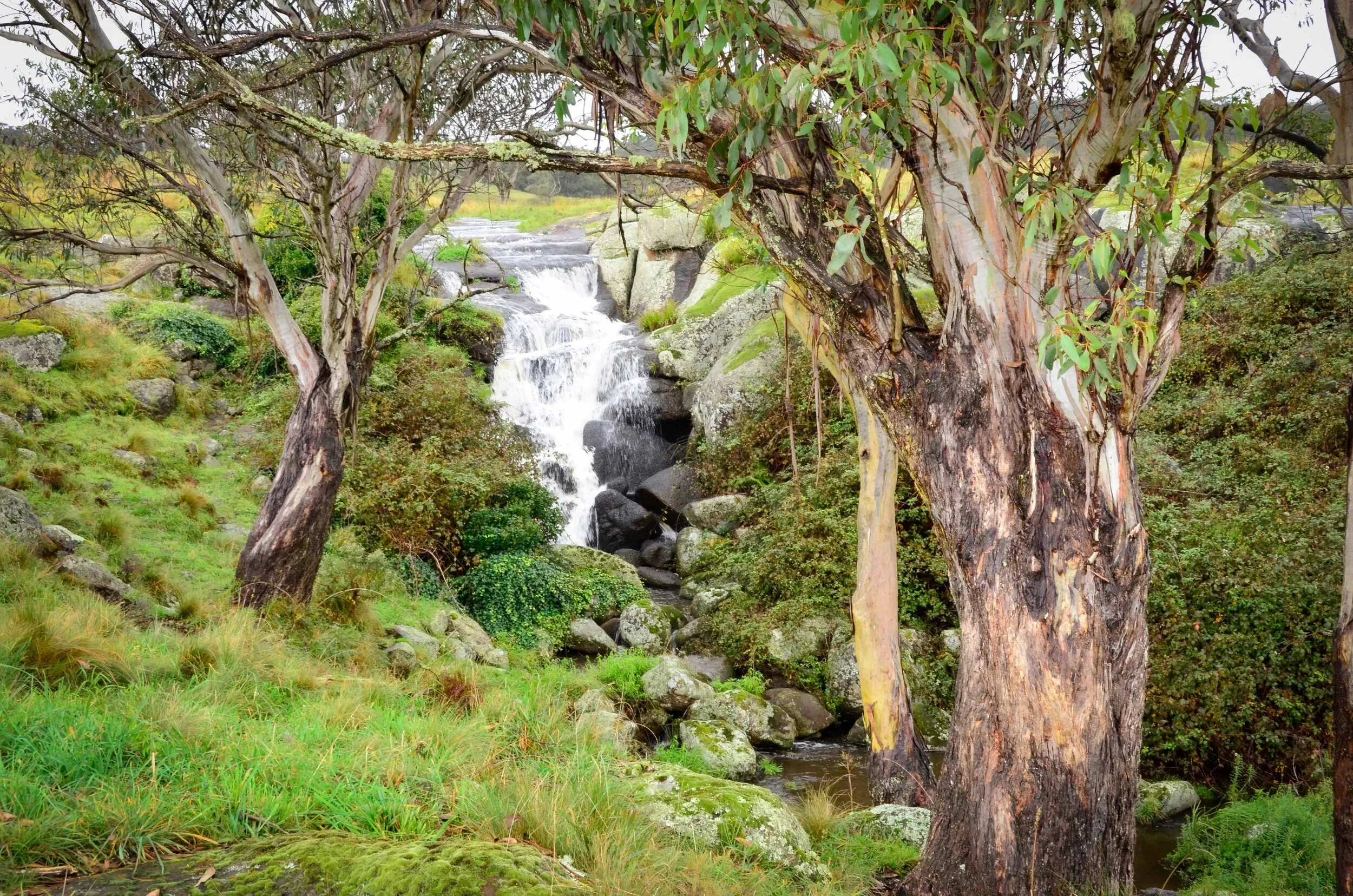 A lush green landscape with a small waterfall flowing over rocks, framed by trees with twisted trunks and green leaves.