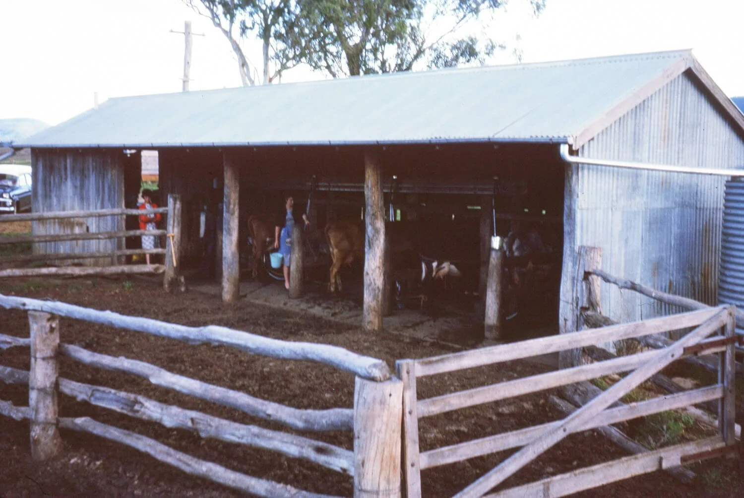 Historic photo. Two children and two adults with horses inside a rustic horse stable made of wood and corrugated metal, surrounded by a wooden fence.