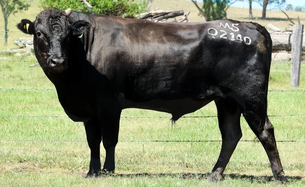 A black Wagyu cow standing in a grassy field with trees in the background.