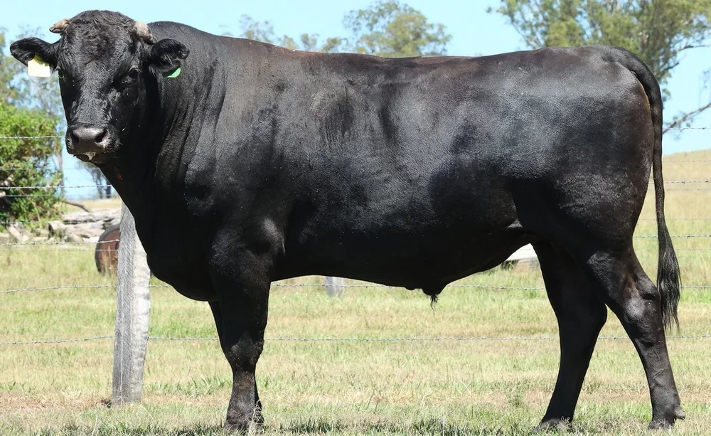 Large black Wagyu cow standing in a grassy field.