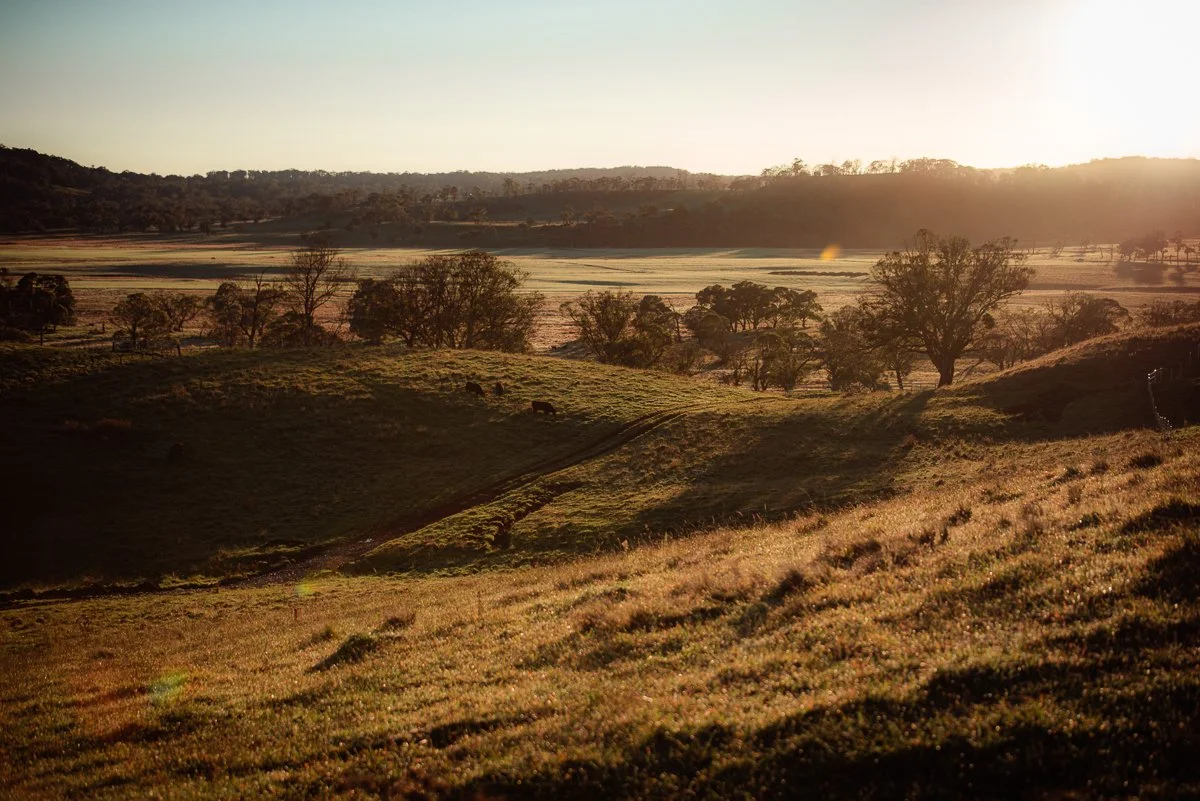 Golden hour over rolling green hills with scattered trees and grazing cattle.