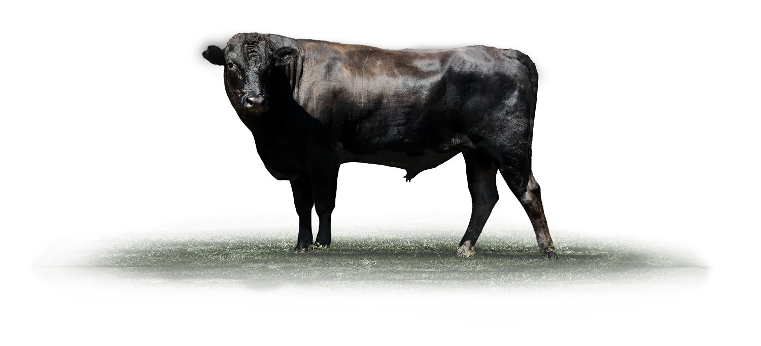 Prized breeding Wagyu bull standing on grass.
