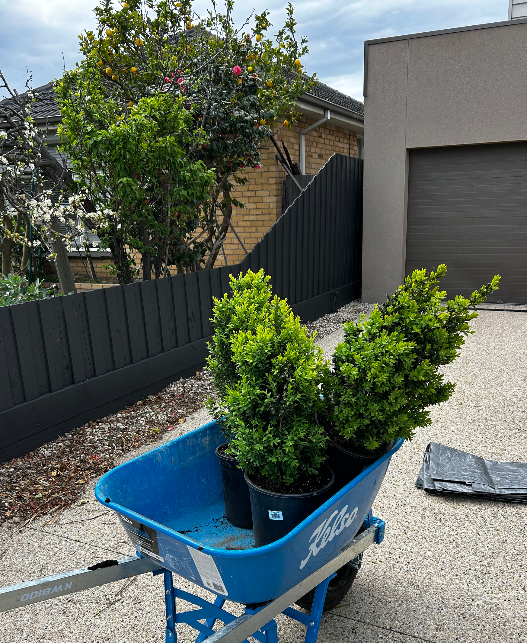 Blue wheelbarrow with three potted green shrubs in a backyard garden.