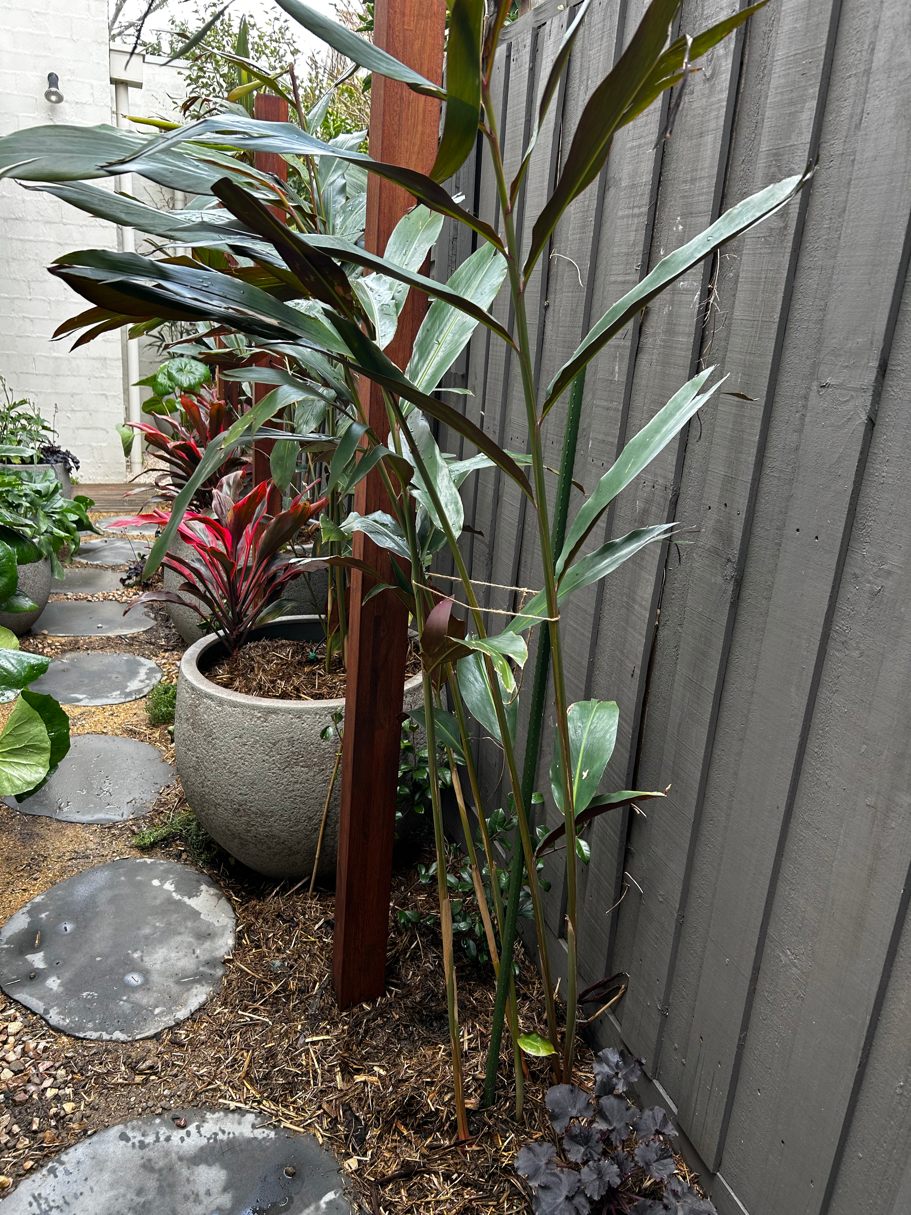 A garden scene with various plants in pots along a dirt path with stepping stones, next to a wooden fence.