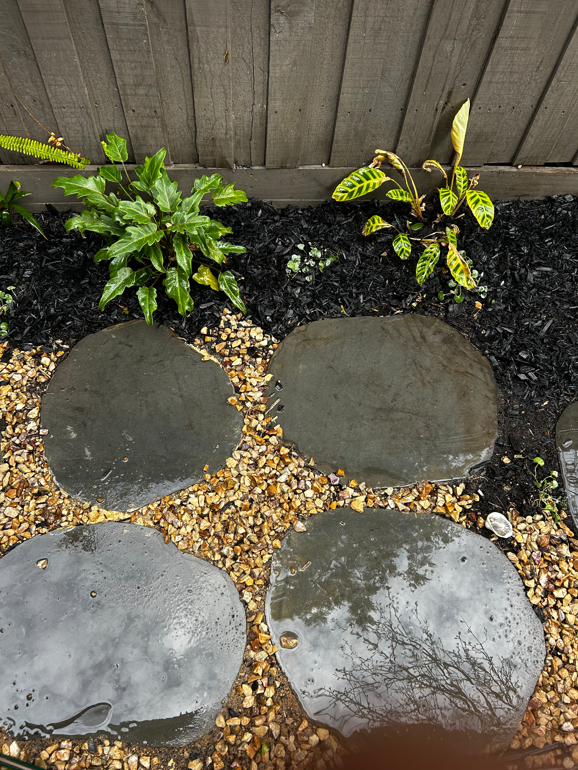 Wet stone pathway with four round stepping stones surrounded by small mulch and green plants, with a wooden fence in the background.