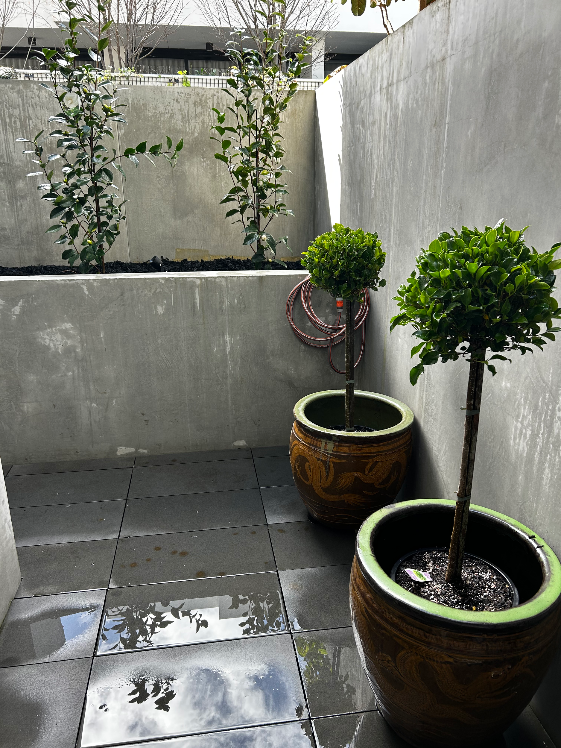 Two potted topiary trees on a wet tiled balcony with concrete walls, reflection of trees in water, and a coiled garden hose in the background.