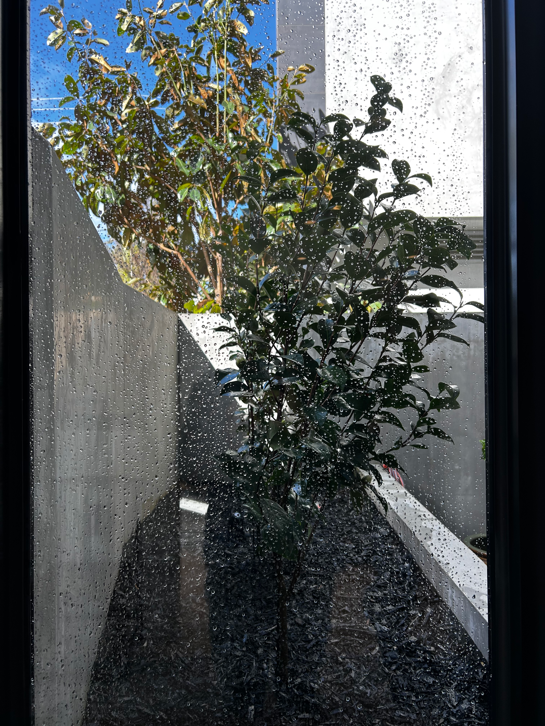 Rain-soaked potted shrubbery outside a window with raindrops on the glass