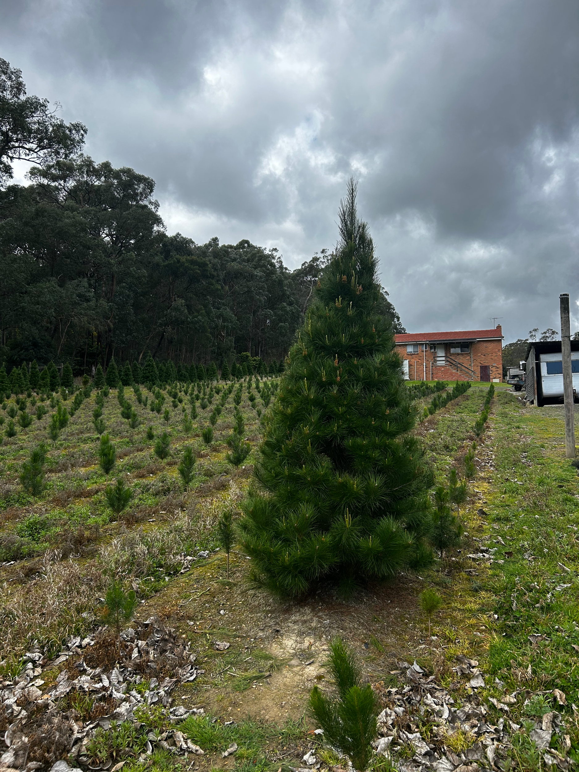 A young pine tree growing in a tree farm, with rows of other young trees in the background under a cloudy sky, and a small building and a vehicle on the right.