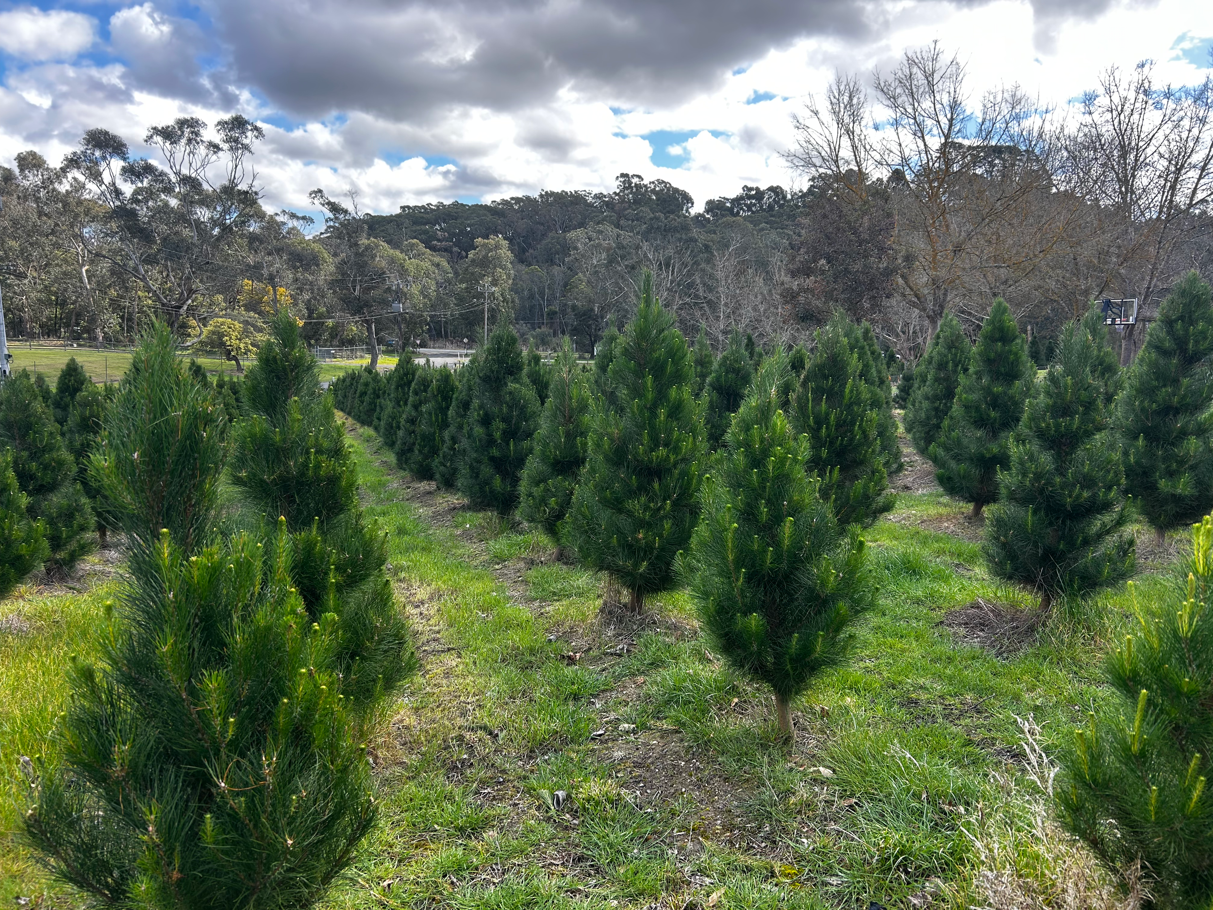 A young Christmas tree plantation with rows of dense, green evergreen trees set on a grassy field, under a partly cloudy sky.
