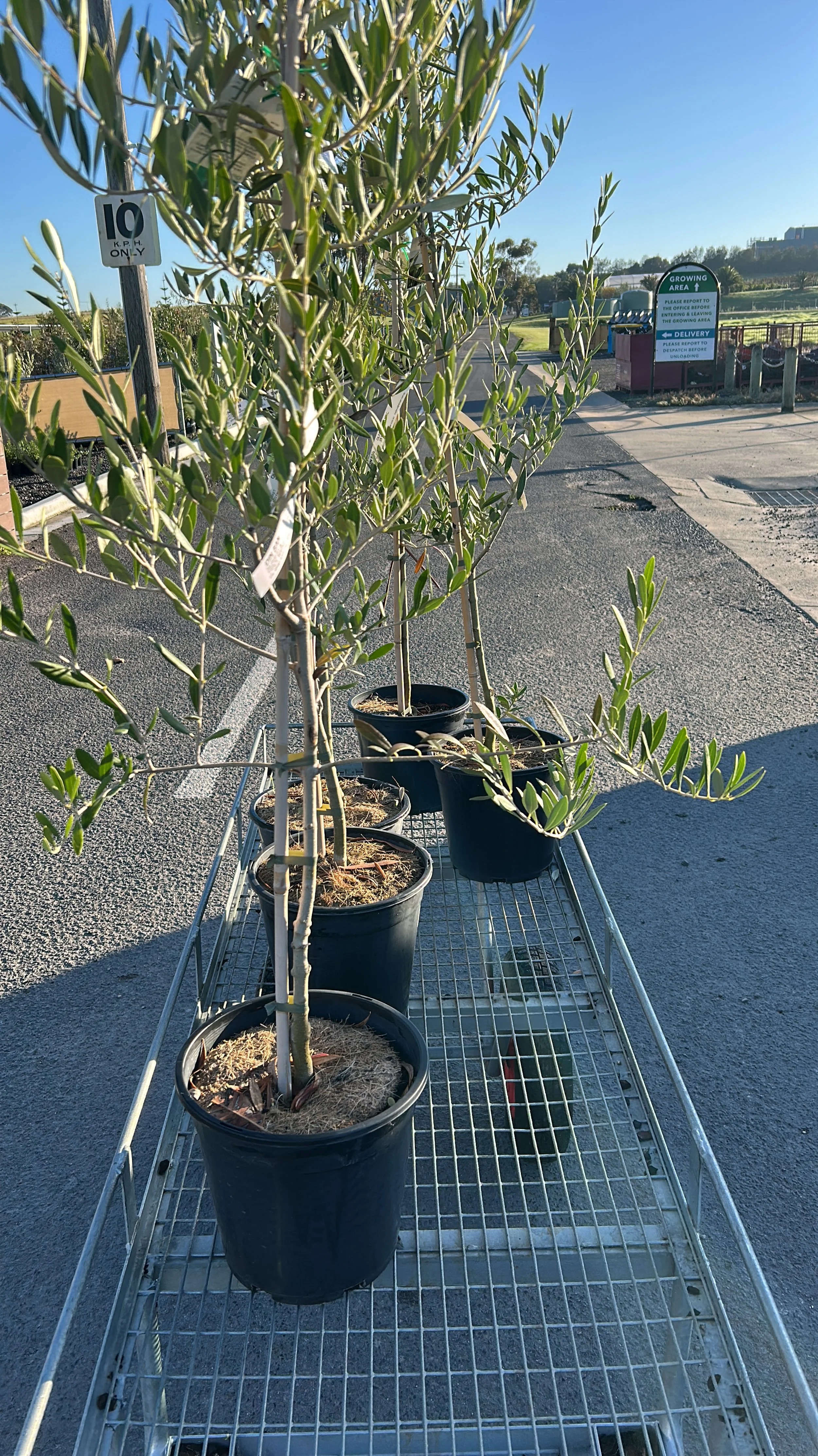 Several potted olive trees placed on a metal cart outdoors near a growing area sign, with a clear blue sky in the background.