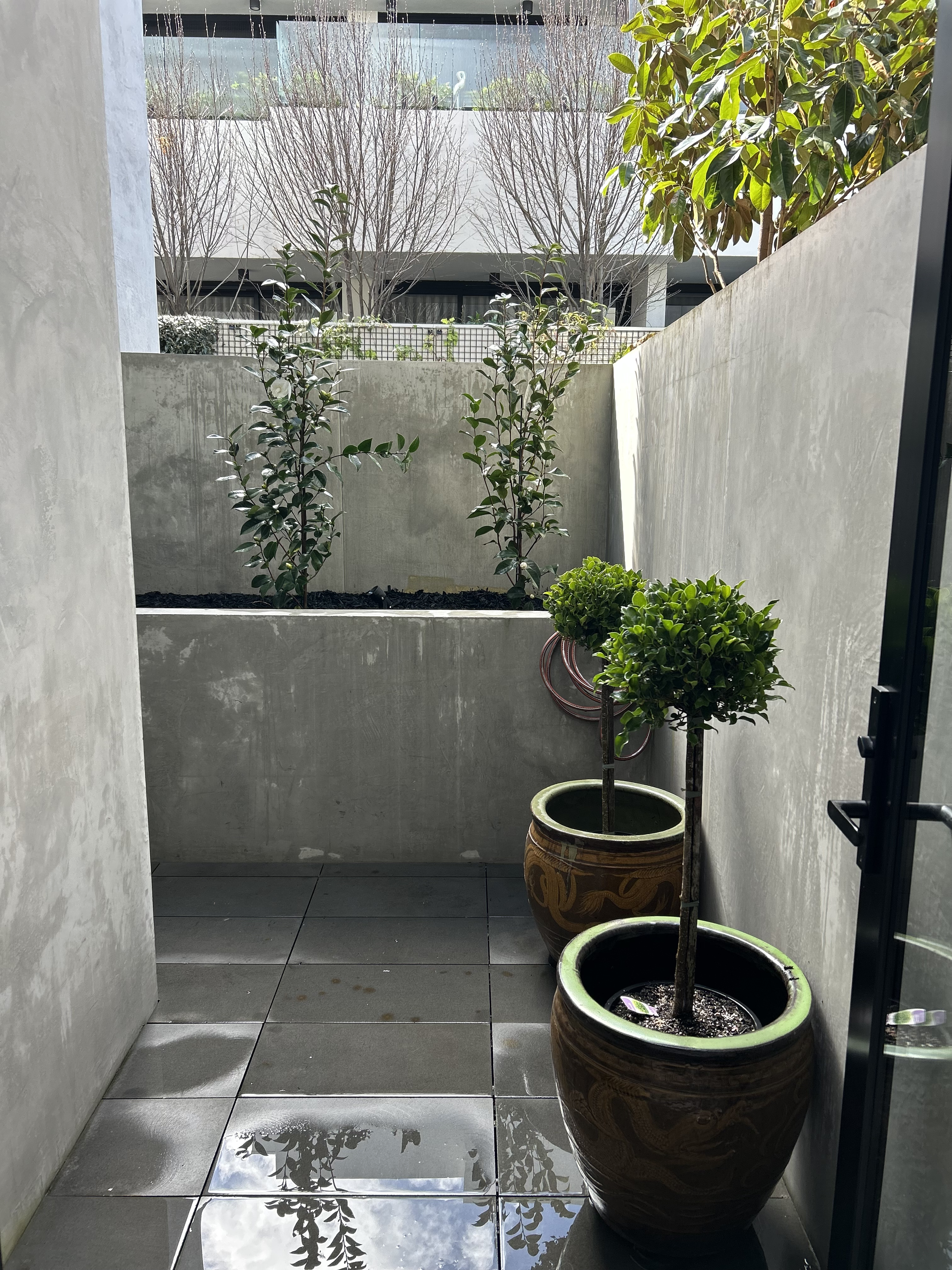 A small outdoor balcony with two potted topiary trees and a planter with soil, with a concrete wall and a view of a balcony with trees in the background.