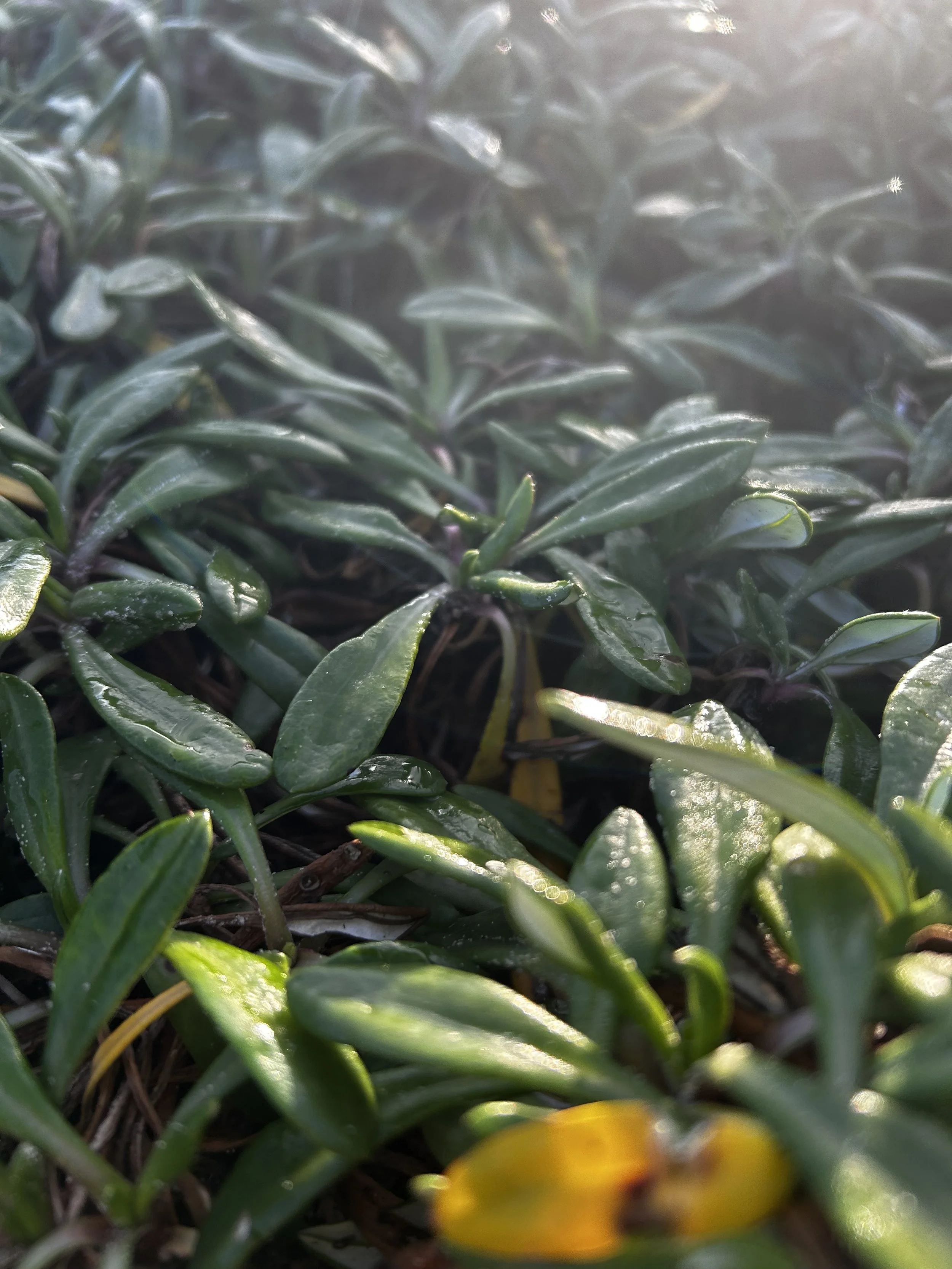 Green leaves and grass with sunlight shining on them, with a blurred yellow flower at the bottom.