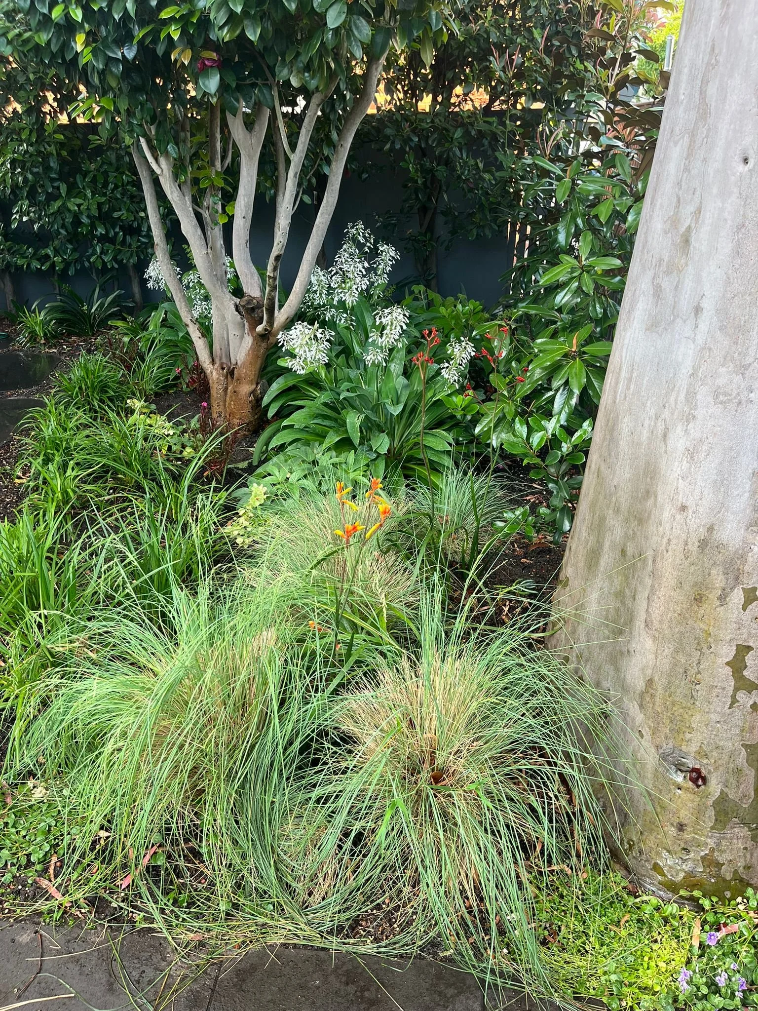 A garden with a tree, white flowering plants, green leafy plants, orange and yellow flowers, and a stone wall.