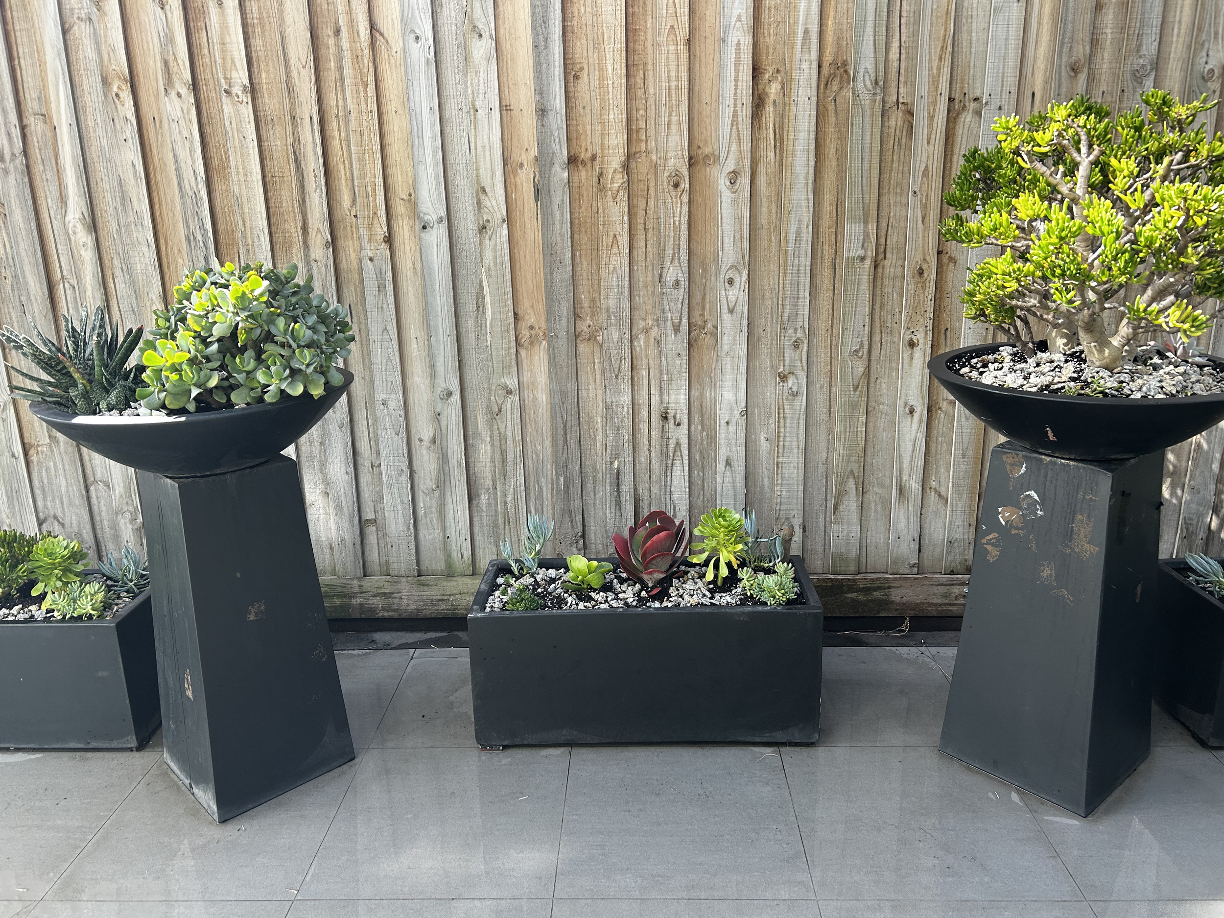 Arrangement of potted succulent plants on black pedestals in front of a wooden fence on a tiled patio.