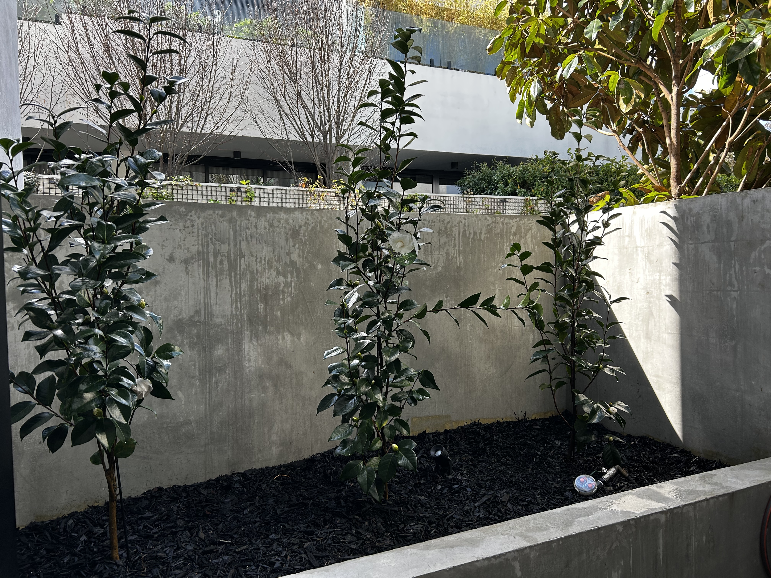 Three young bushy trees planted in a garden bed with black mulch, enclosed by concrete walls. Sunlight and shadows are visible, with a white building and trees in the background.