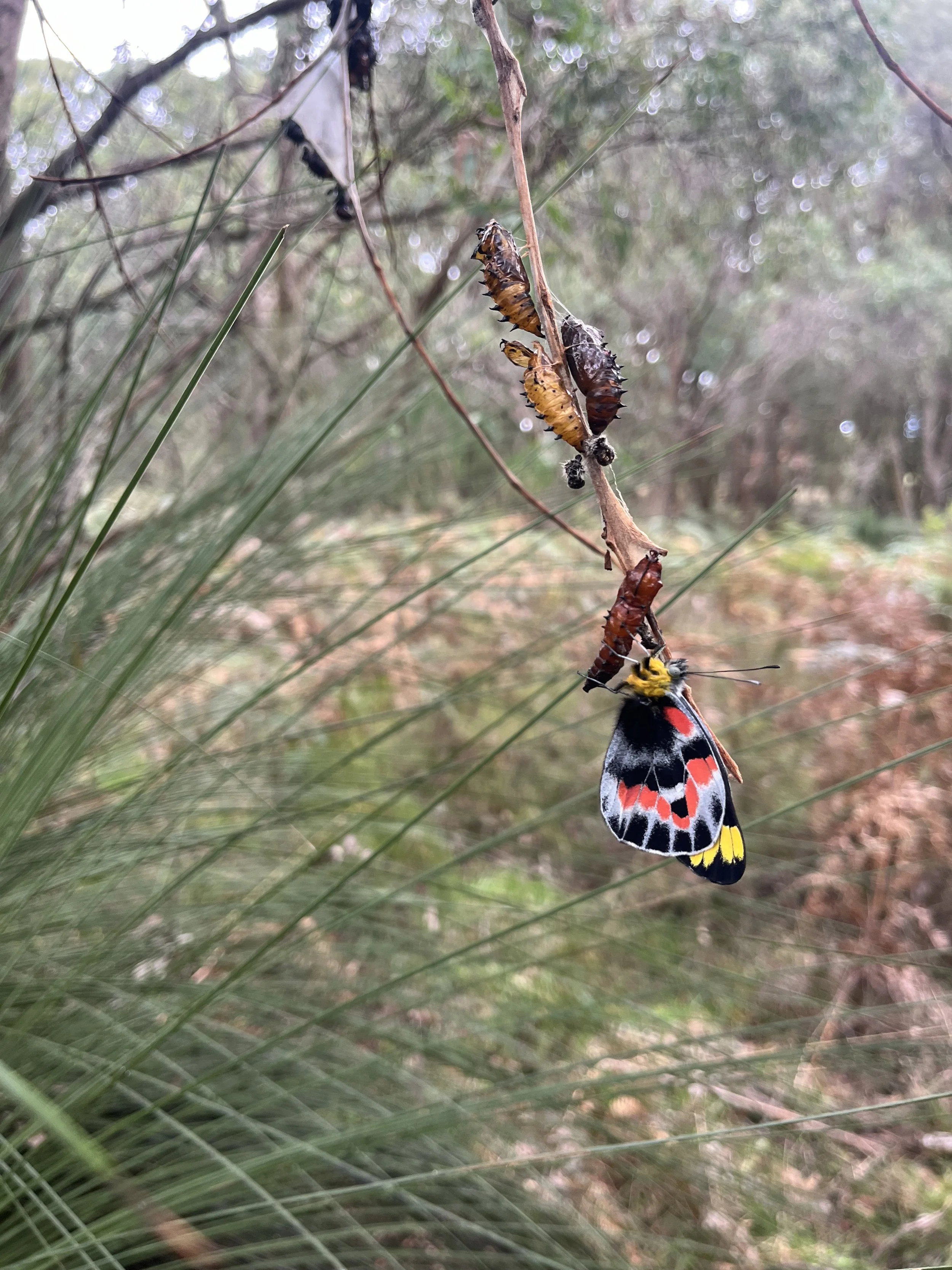 Colorful butterfly hanging from a leaf with its chrysalis on a branch amid grass and trees in the background.